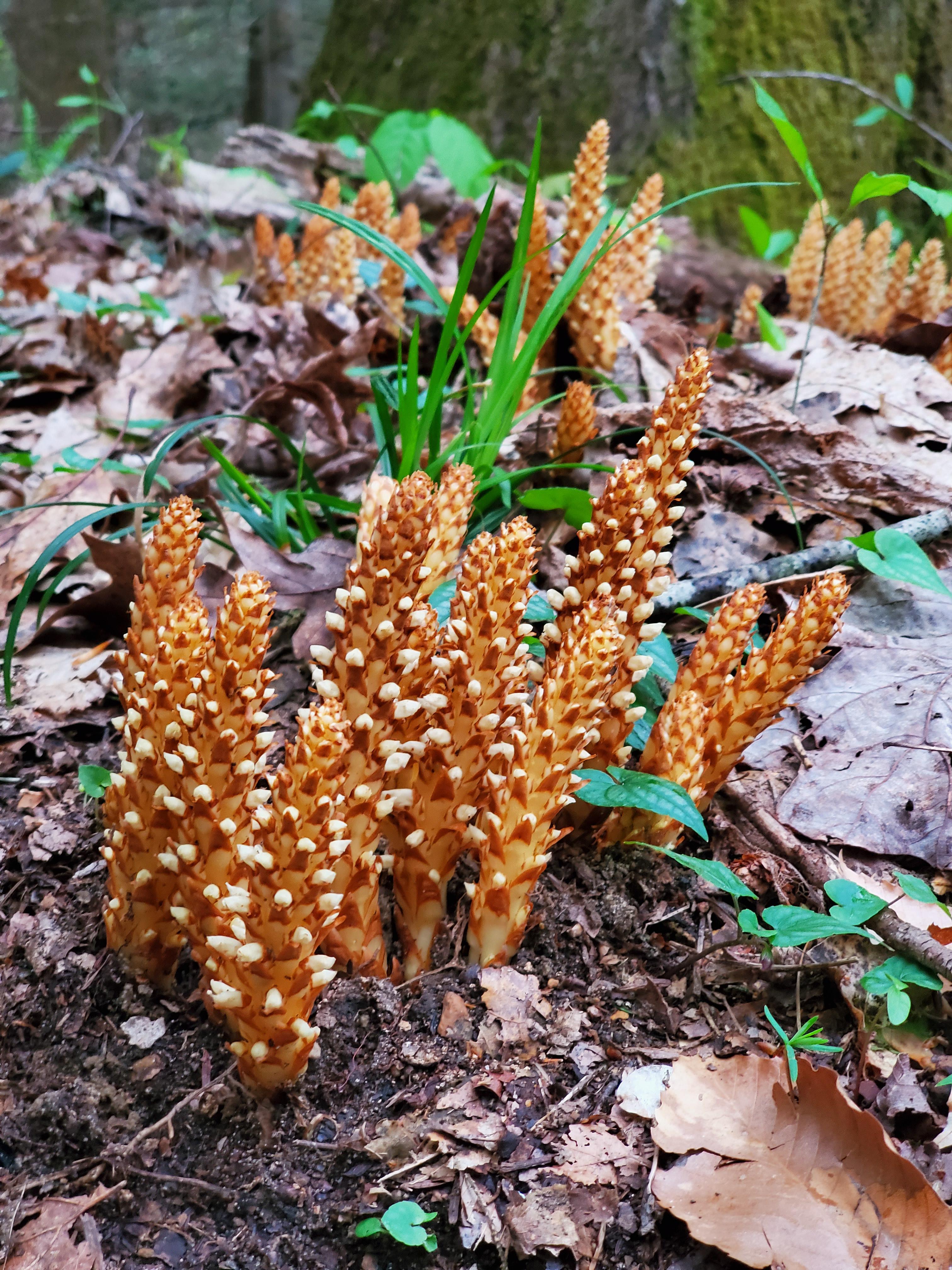 This is Conopholis americana, a parasitic plant that grows on the roots