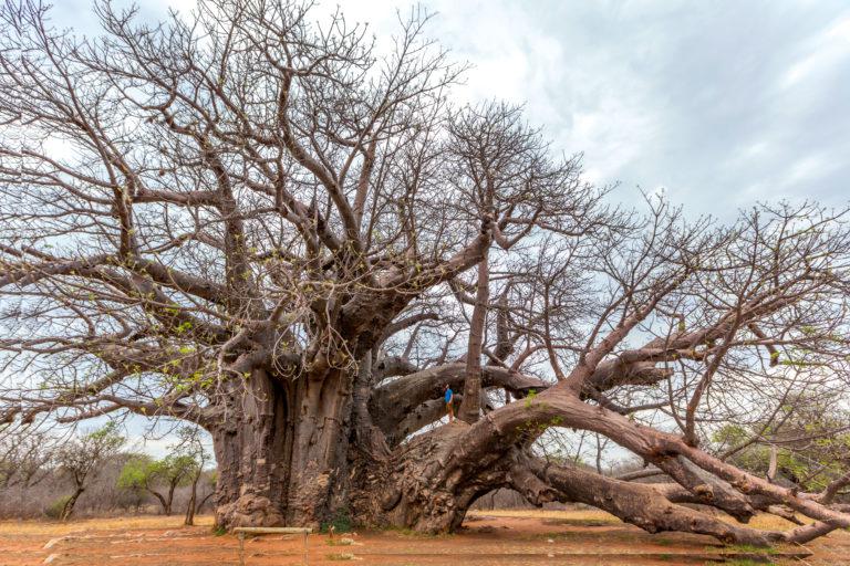 3000 years old “Tree of Life” in South Africa. And it is dying. r