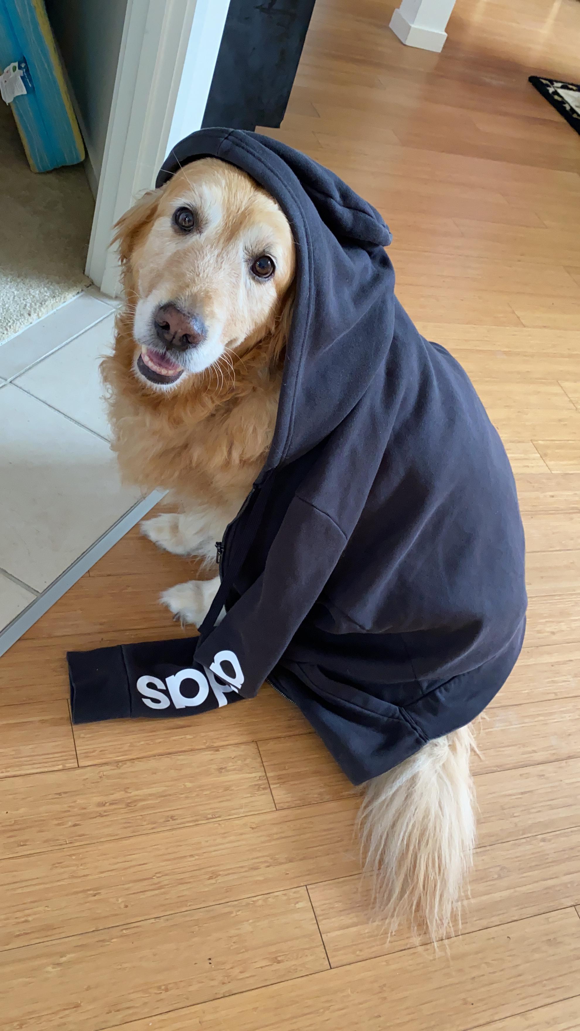 Pup got drip rarepuppers