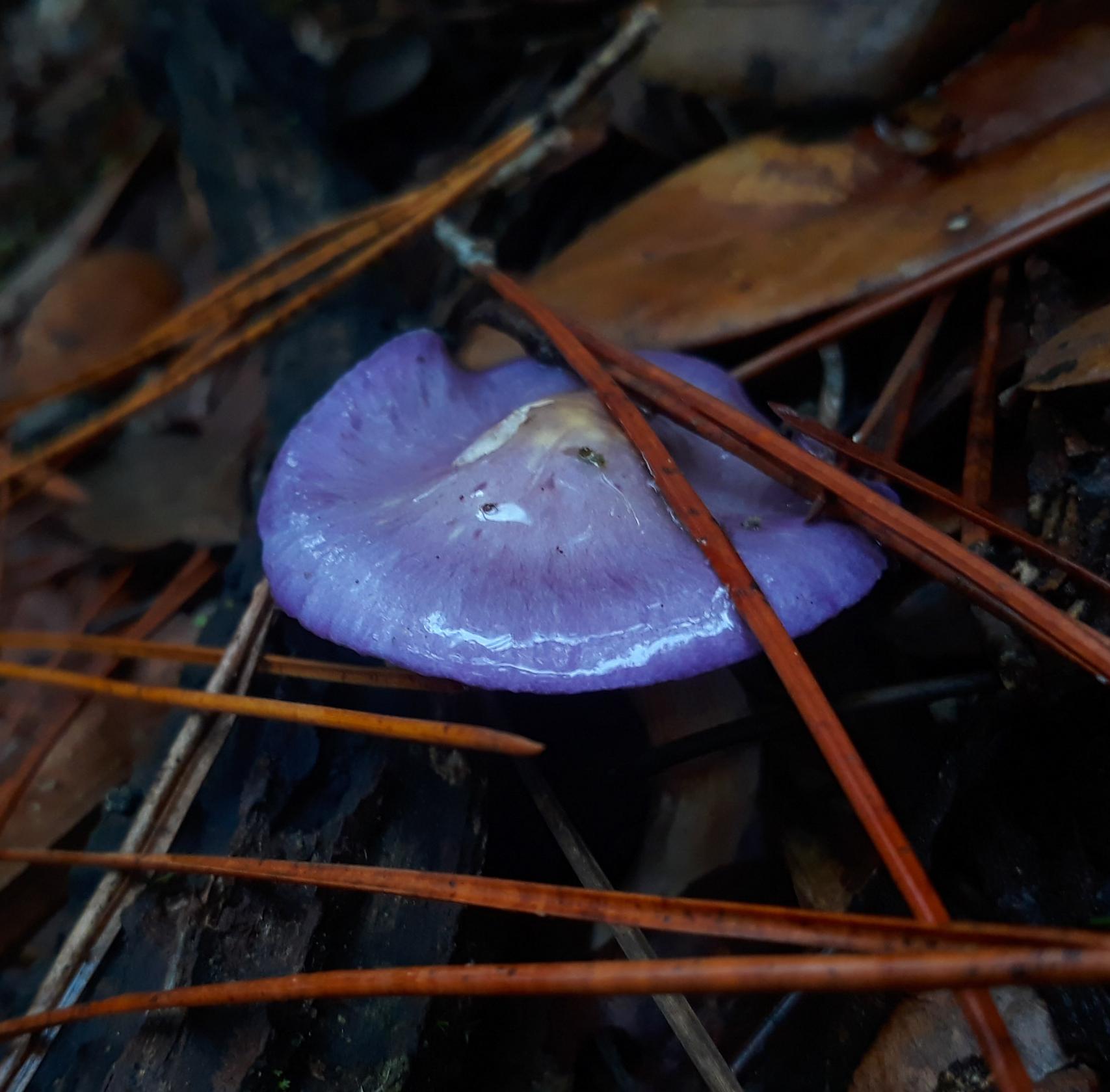Top 96+ Pictures Pictures Of Mushrooms In Florida Superb