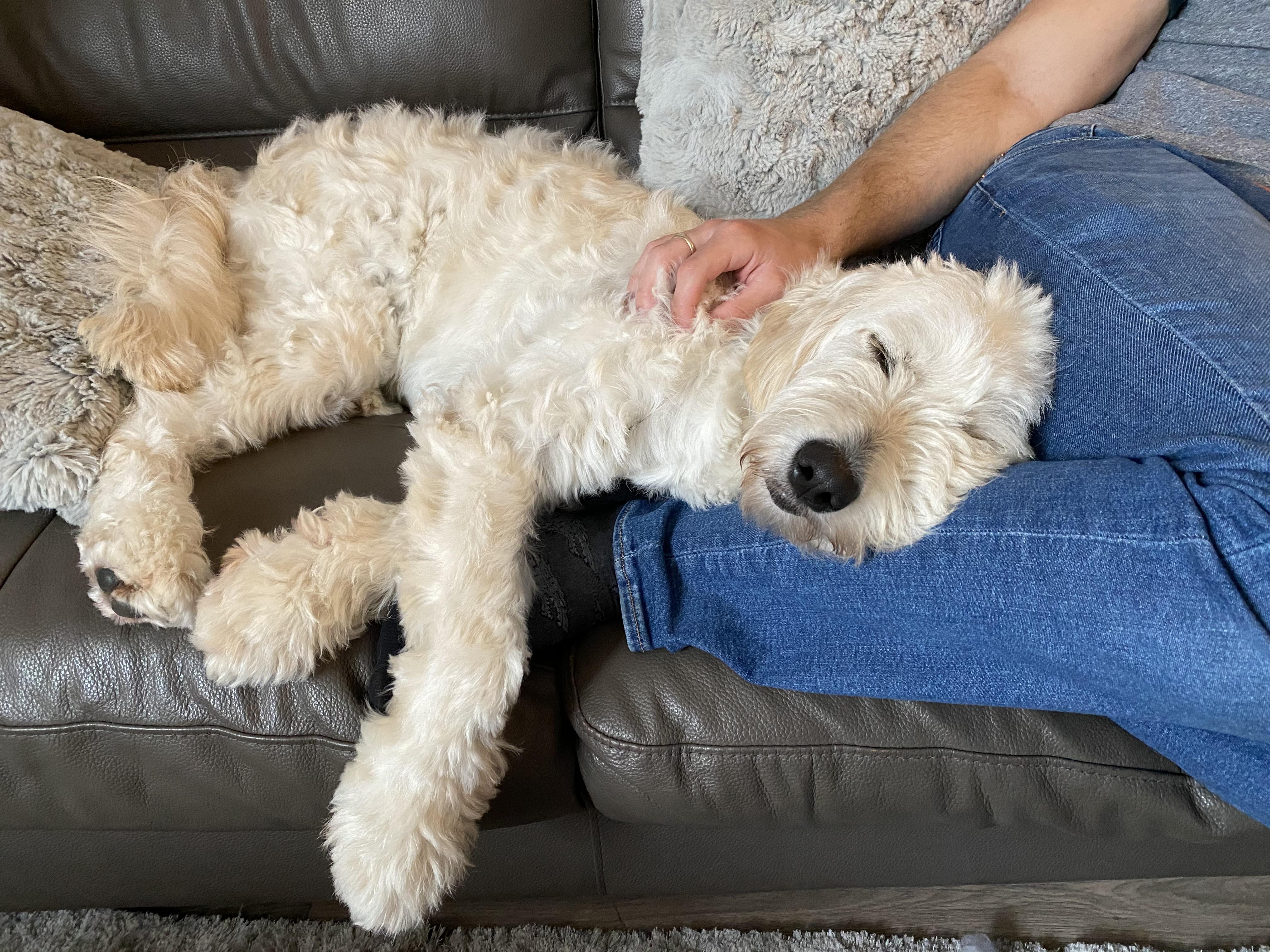 Millie my 1 year old goldendoodle! She’s a daddies girl for sure 🐶🐾 r