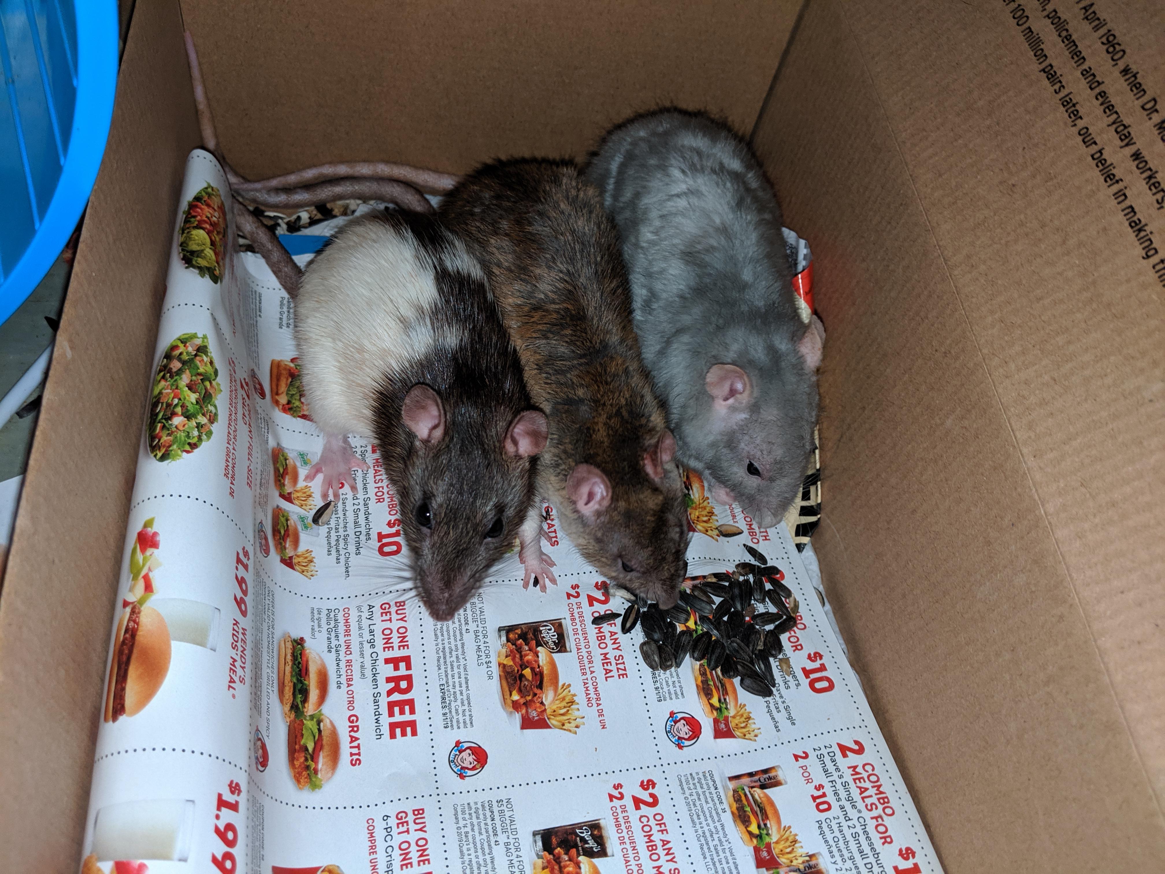 3 blind mice. Except they're rats and not blind. r/RATS