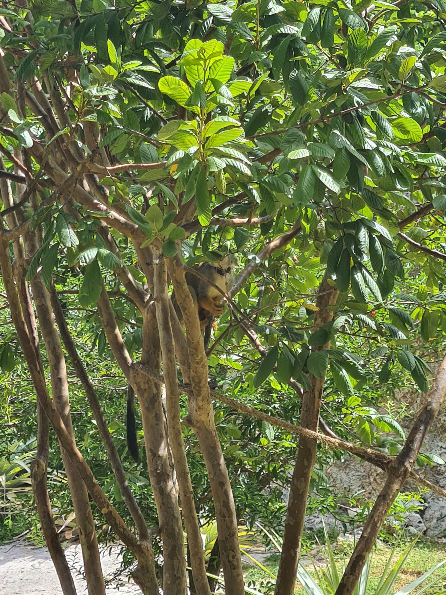 I was asked for my plants but I don't have any, so... RANDOM PLANTS