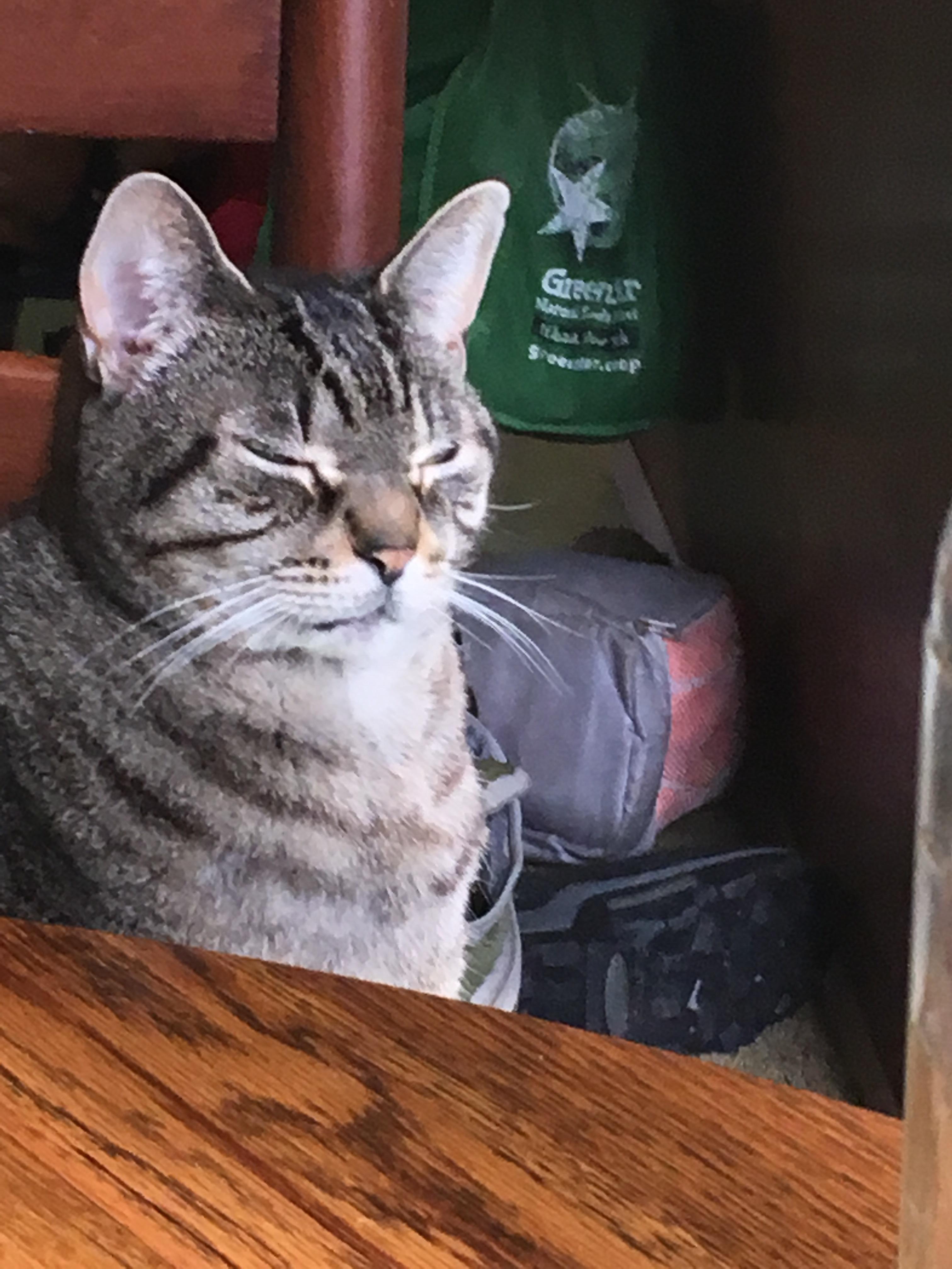 Sleepy cat enjoying limited sunlight on a cloudy day r/aww