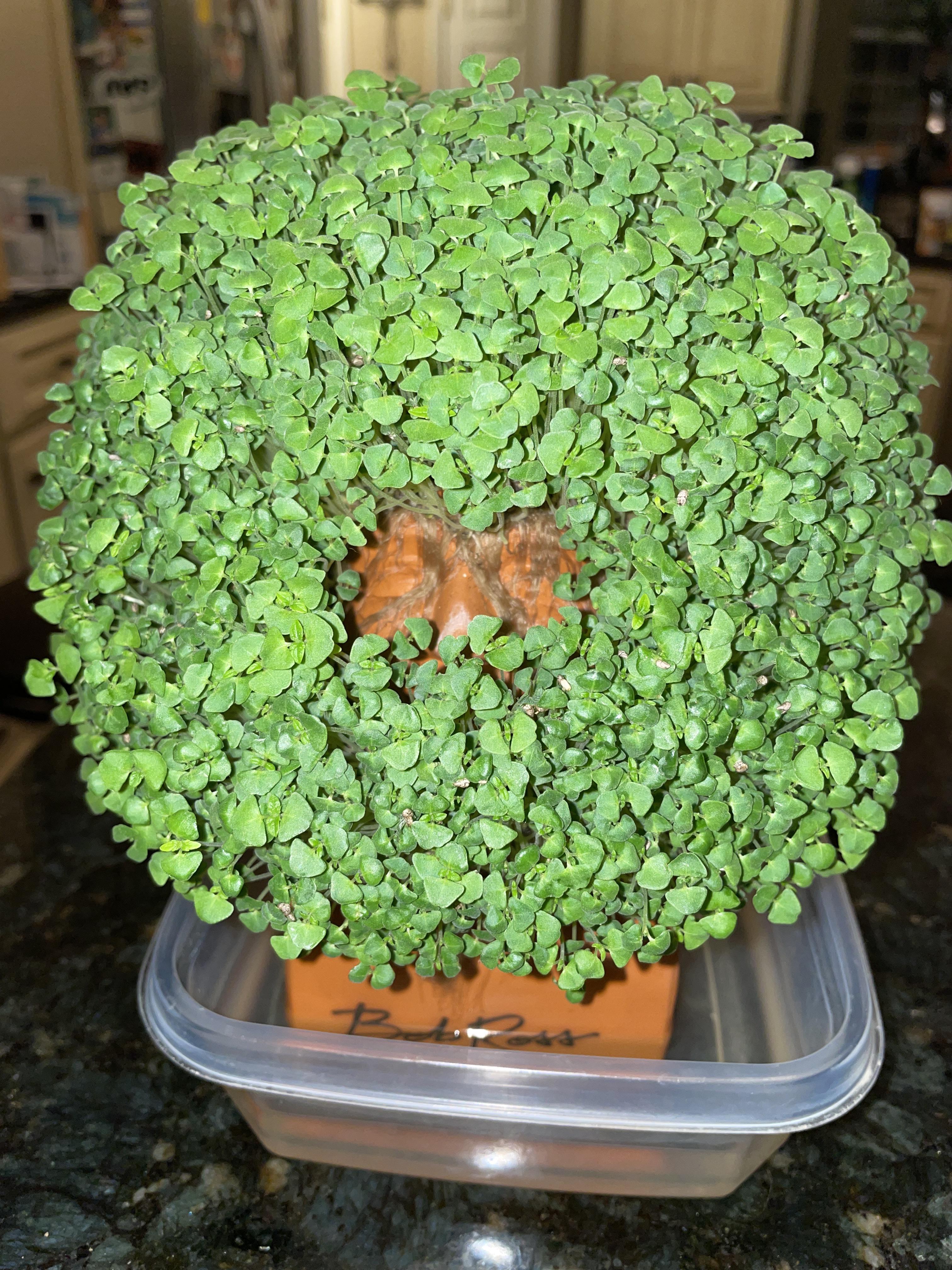 first time growing a Chia pet, but I think I did it right. (i didn’t
