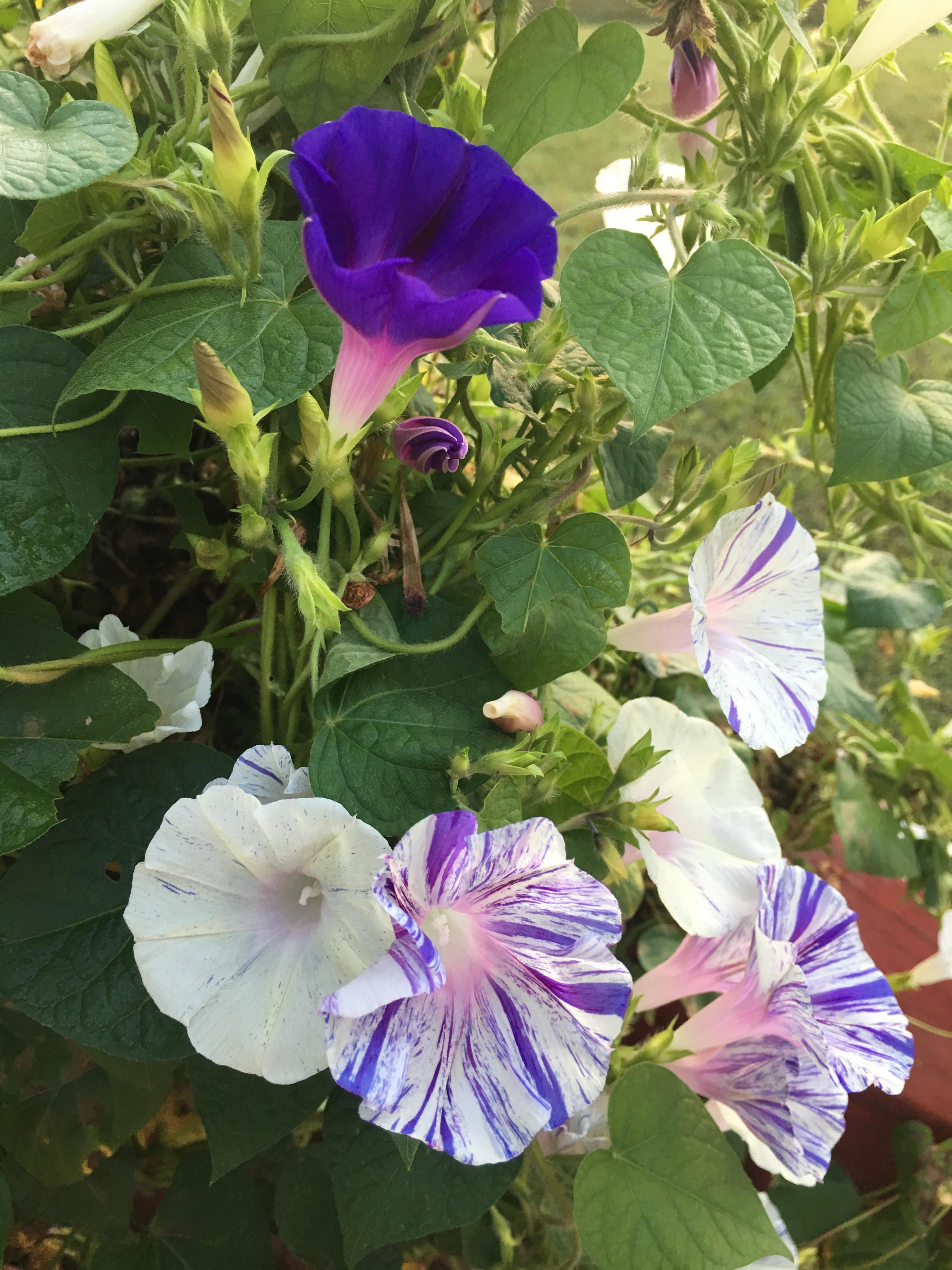 A few of my morning glory flowers in my front flower garden. I love the