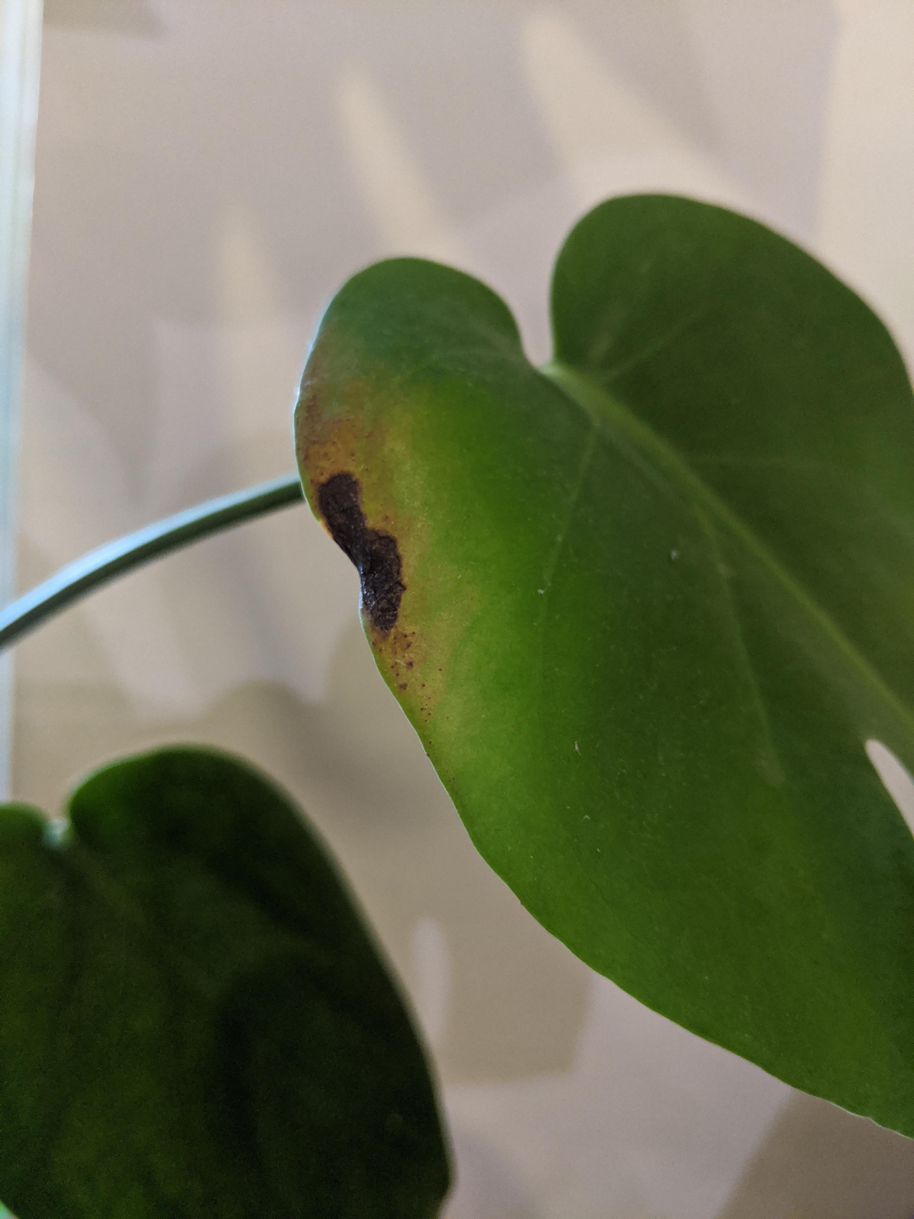 Yellowing/Browning Monstera Deliciosa leaves help! plantclinic
