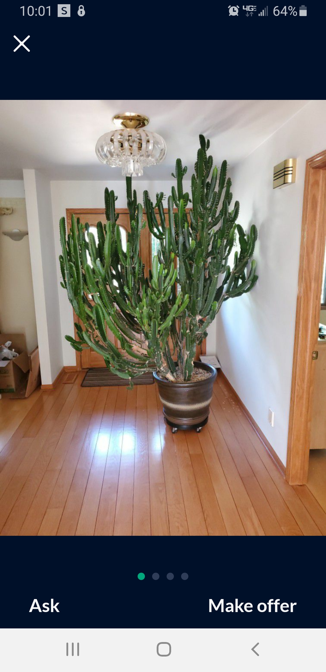 9 foot cactus eupforbia on offer up near me r/matureplants