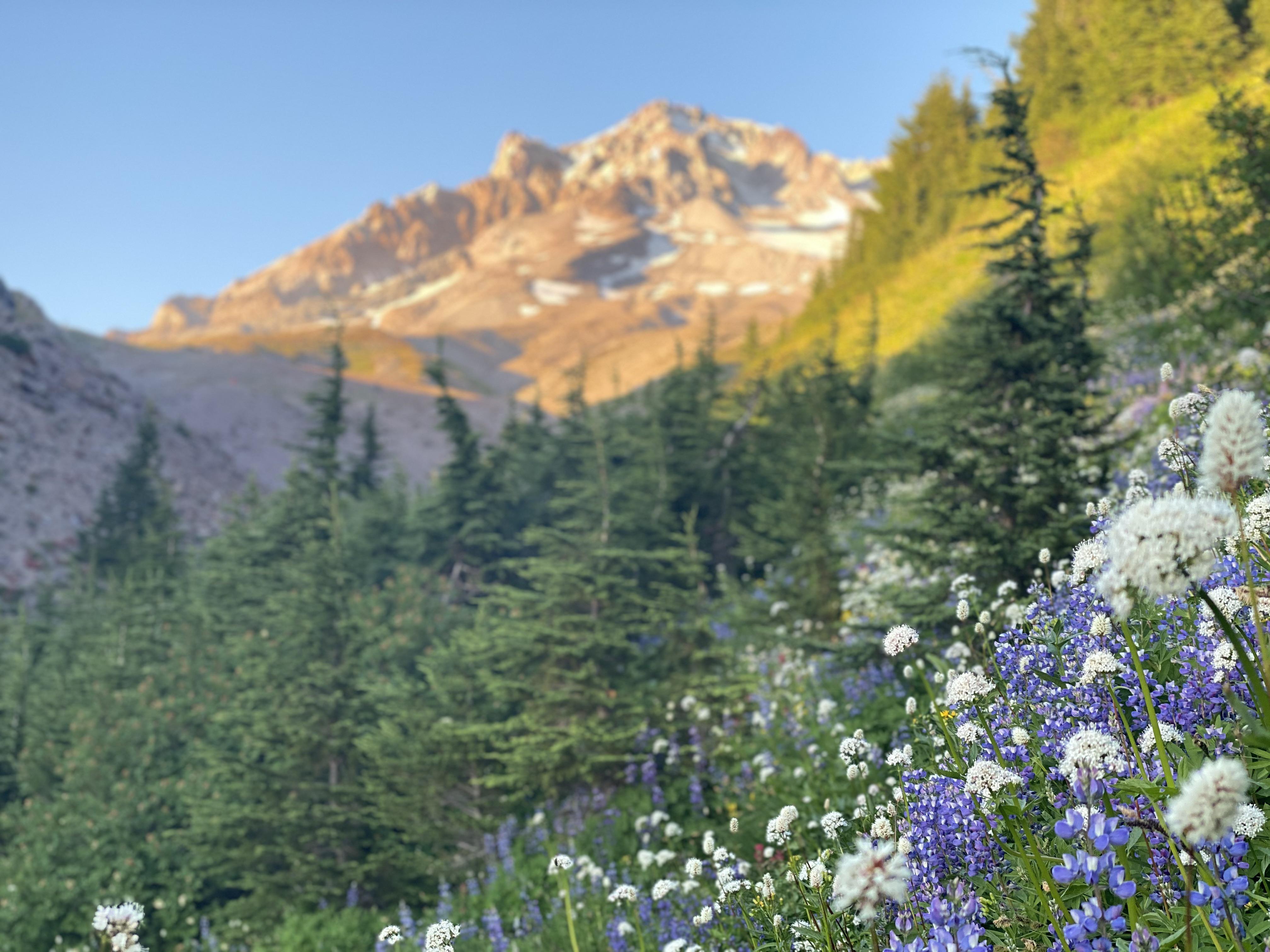 Wildflowers, Paradise Park, Mt. Hood Oregon r/pics