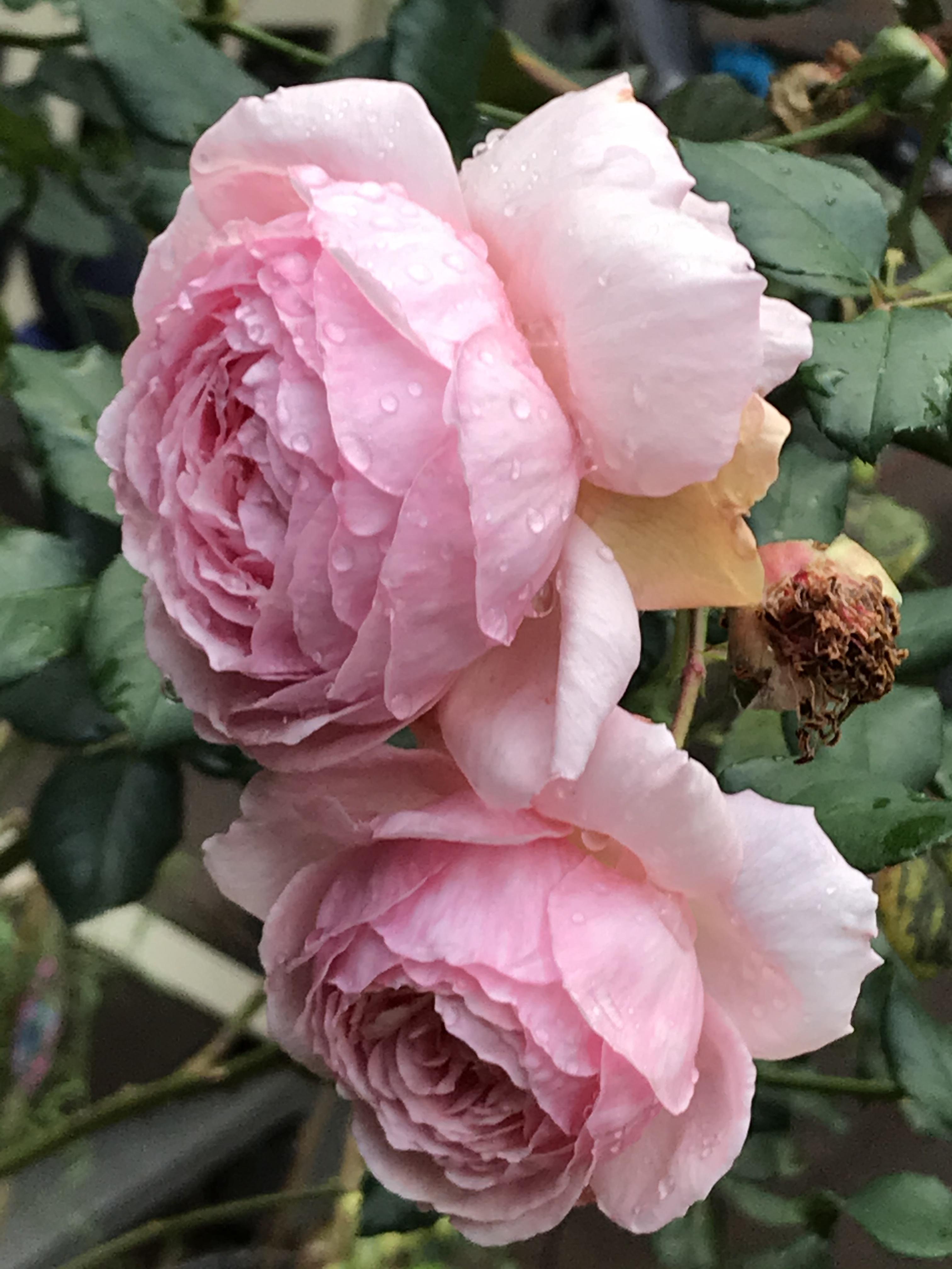 Roses from our garden in Melbourne Australia r/Roses