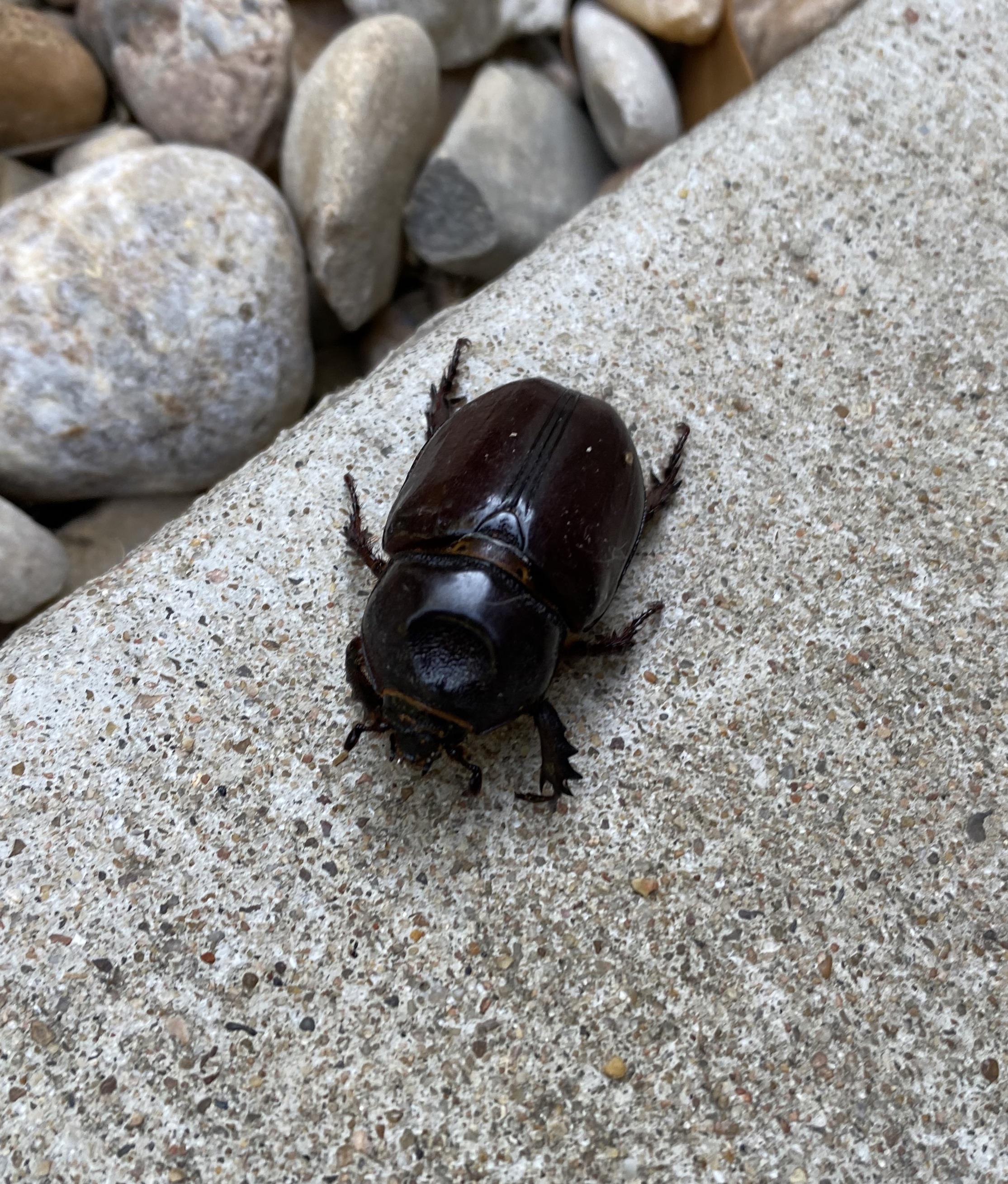 Beautiful female ox beetle (I believe) I regret not taking it