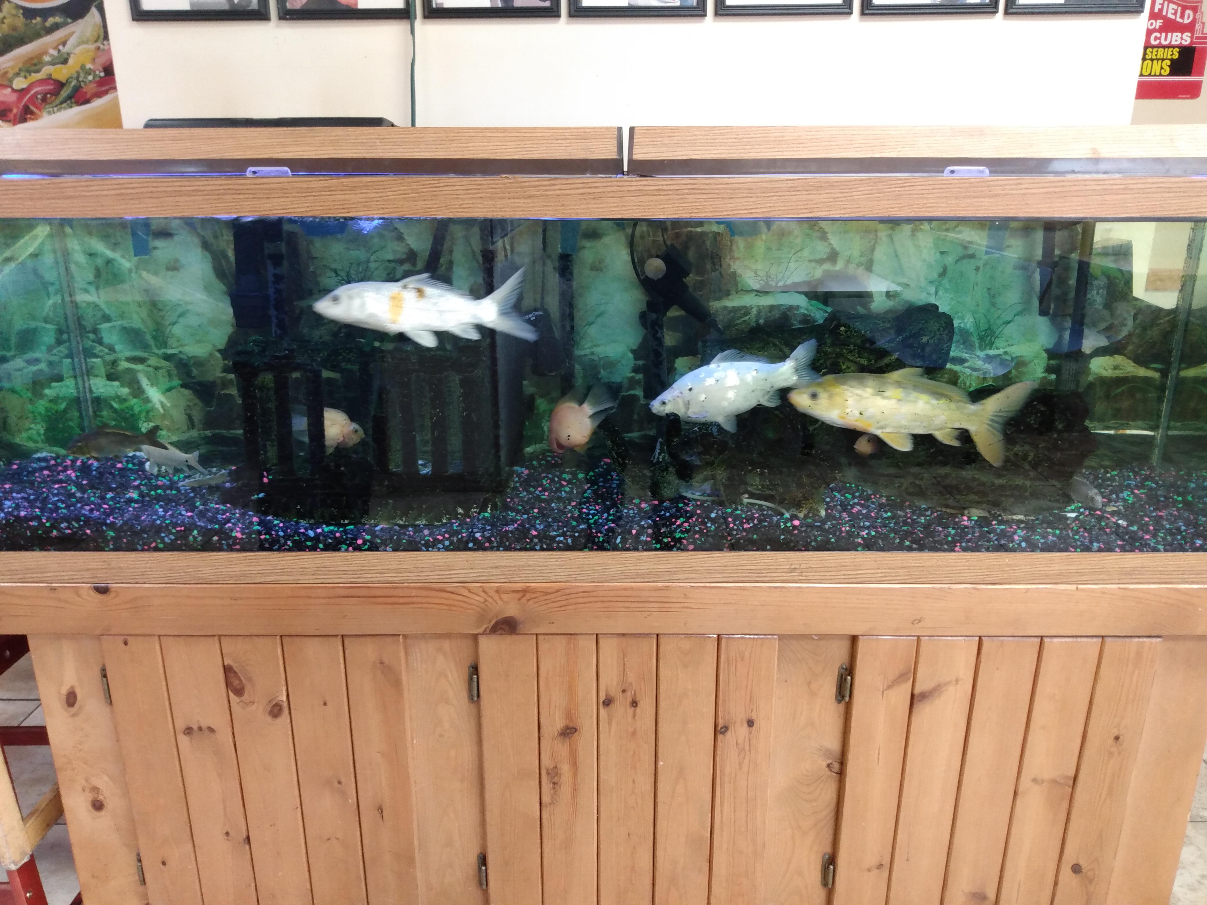 Fish tank at a restaurant in Indiana. There were about 6 different