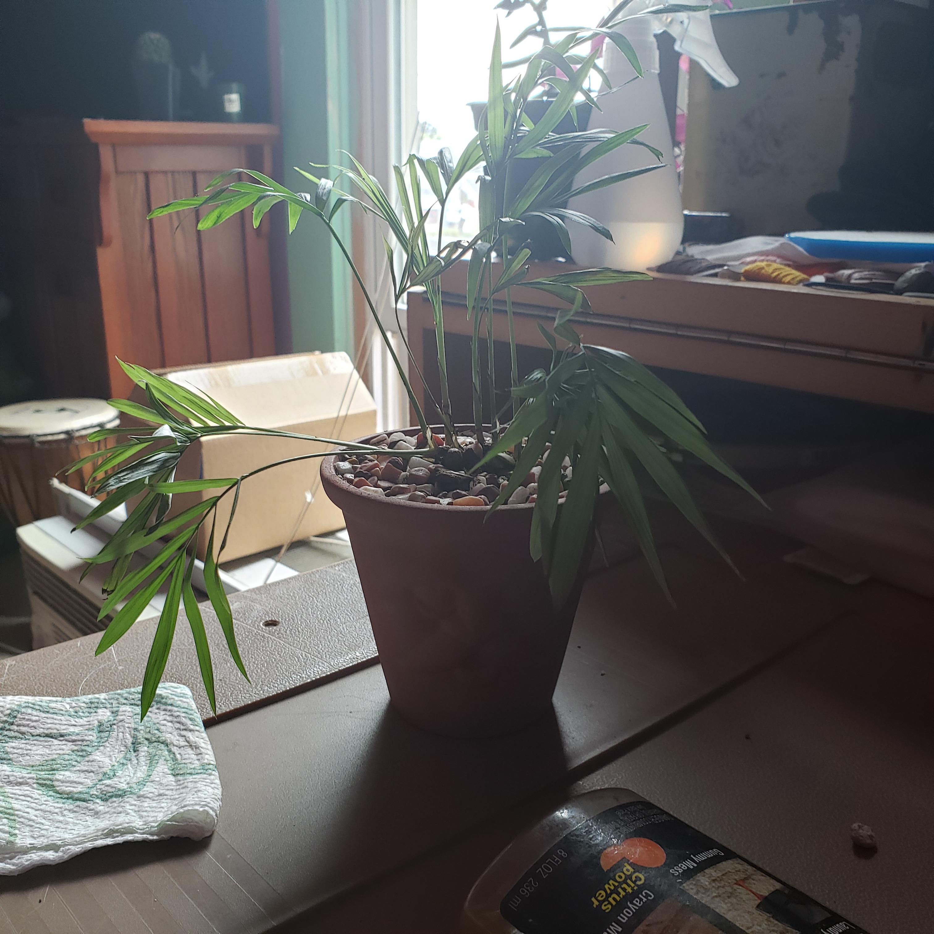 Why isnt my parlor palm happy? r/gardening