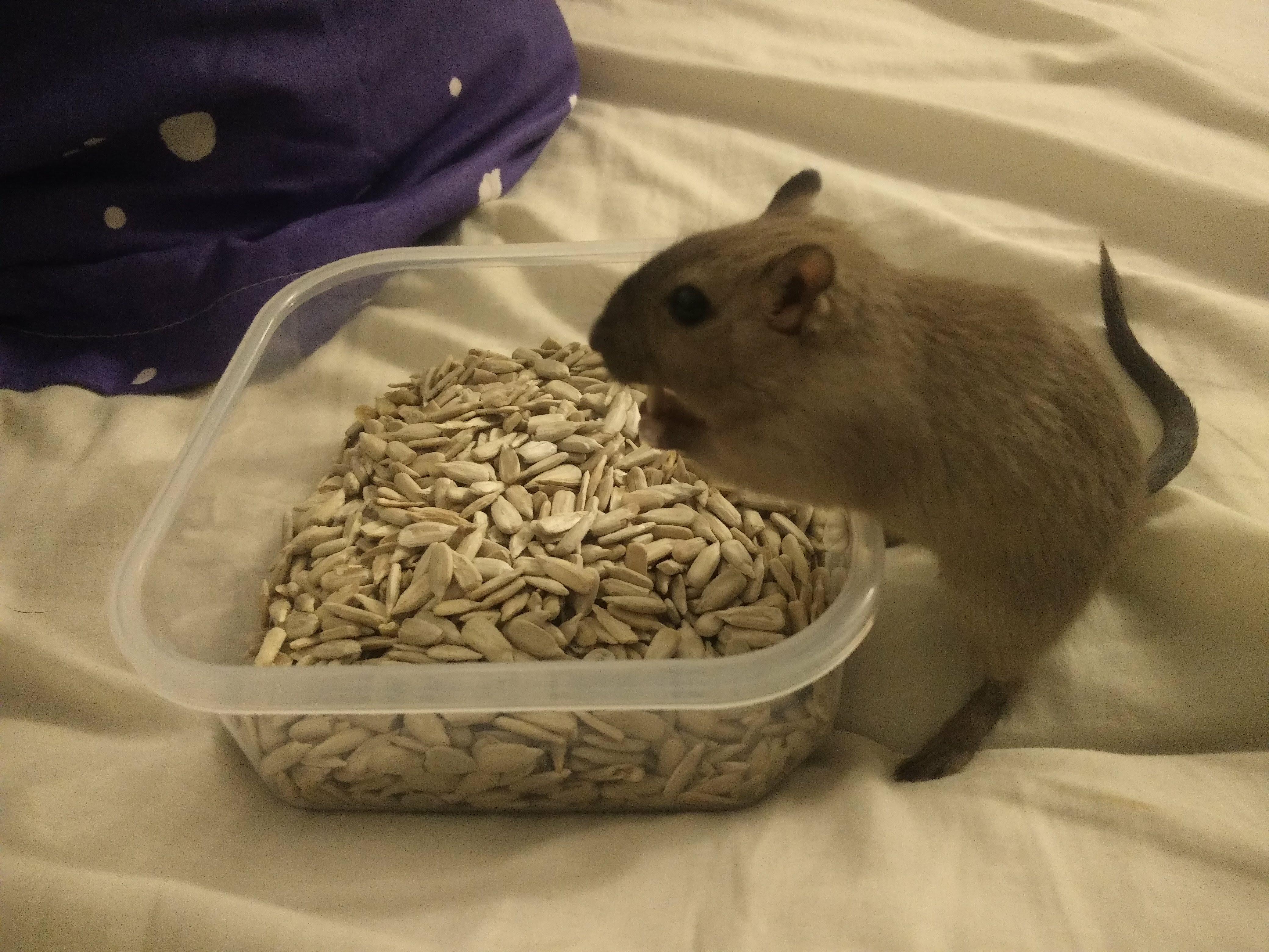 Pesto enjoying some pumpkins seeds r/gerbil
