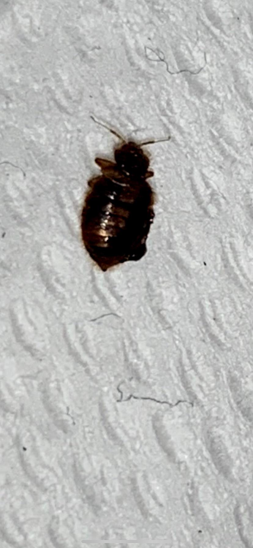 Hey y’all so I have a big feeling this is a bat bug I found in my home