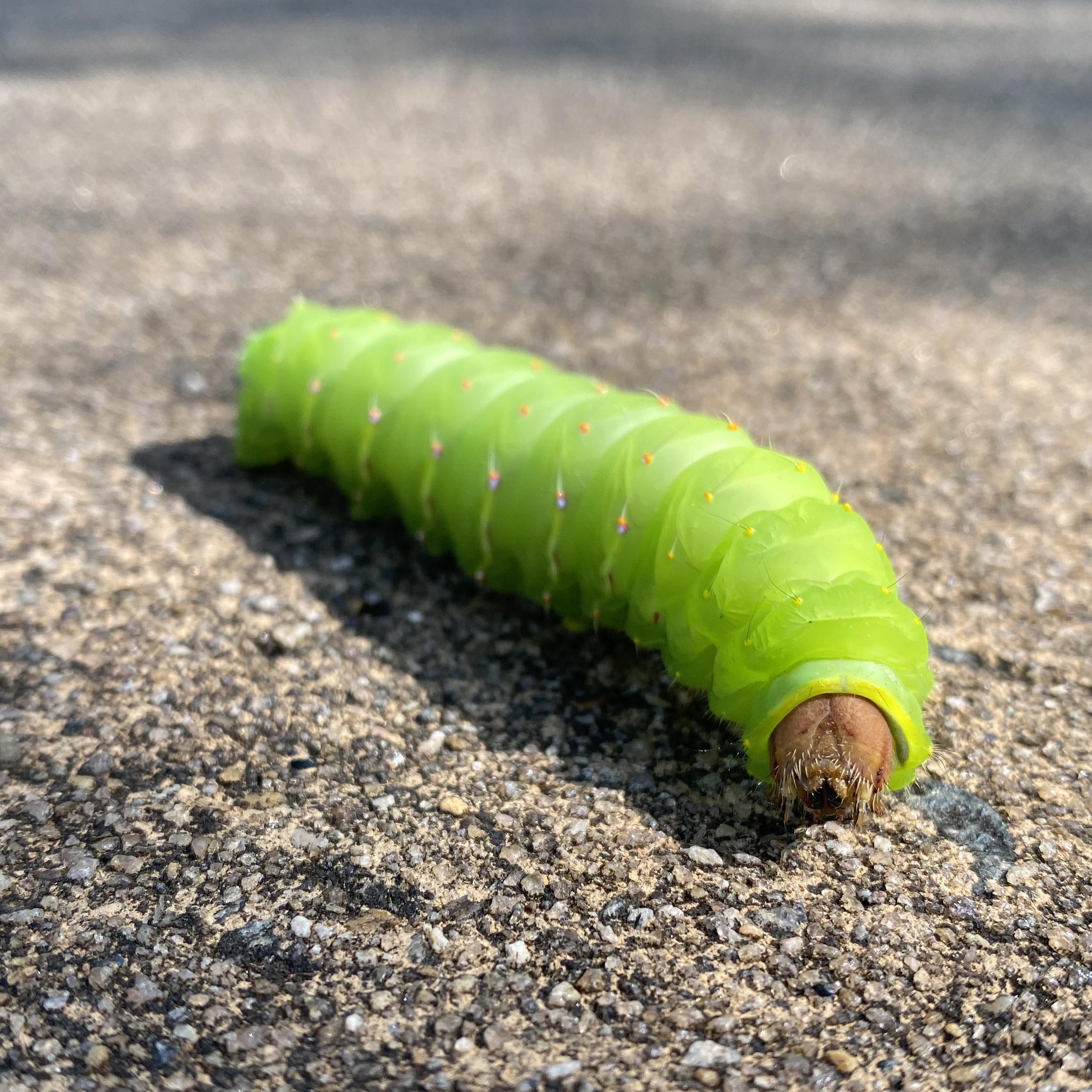 Beautiful Polyphemus Moth Caterpillar (?) r/insects