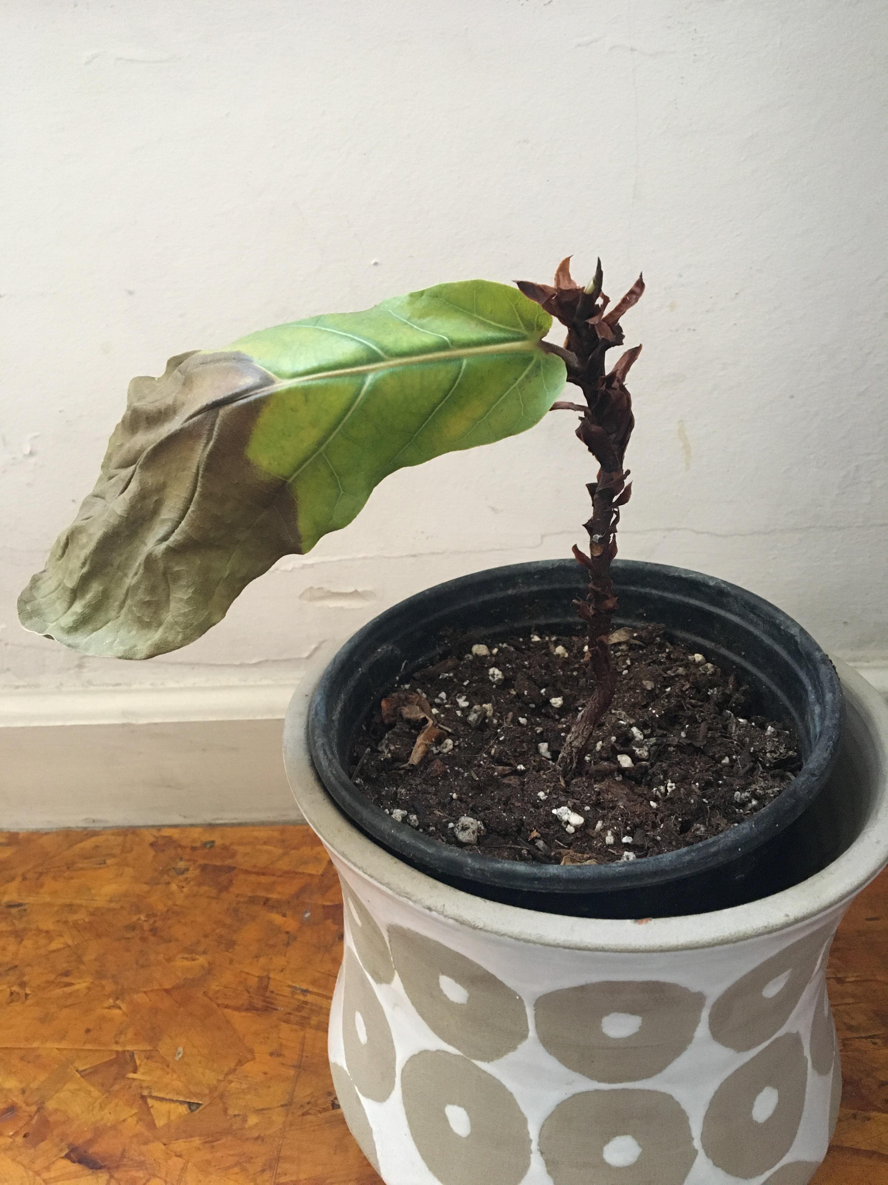 Overwatered ficus how do I revive her? r/plantclinic