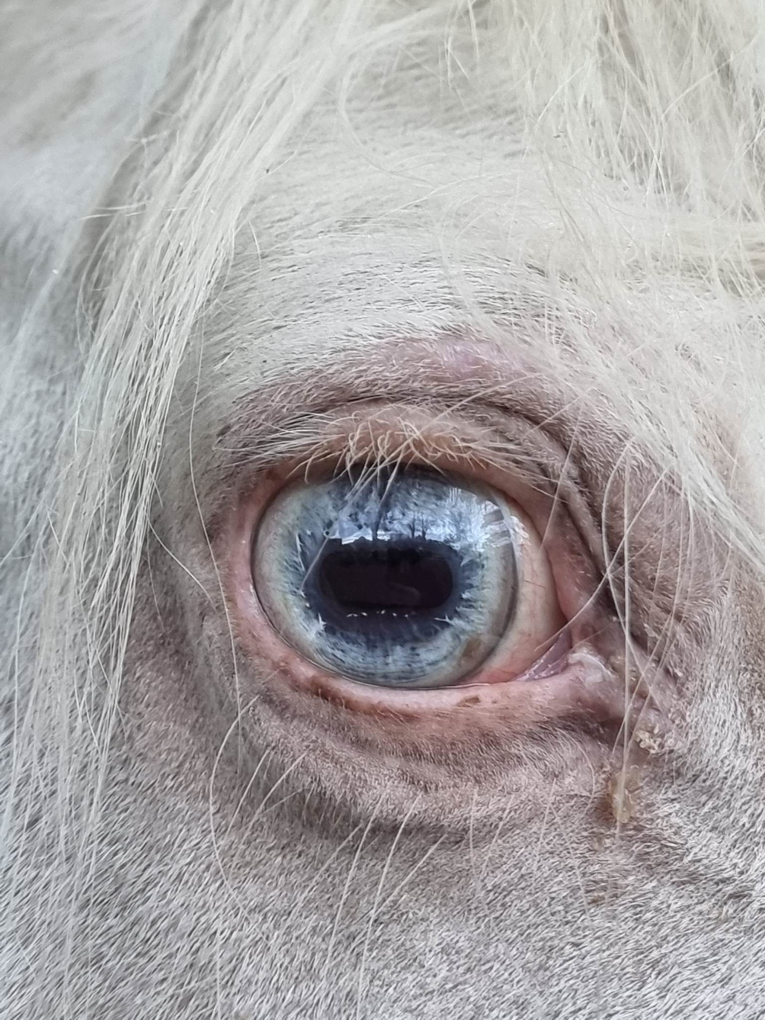 Horses Blue Eyes