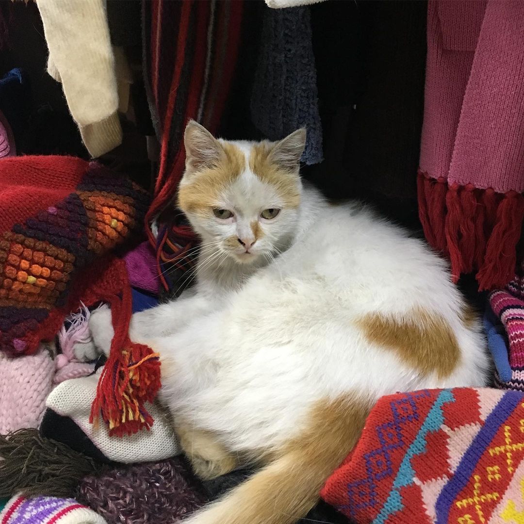 It's even better when it's a real cat living in a bin of hats and