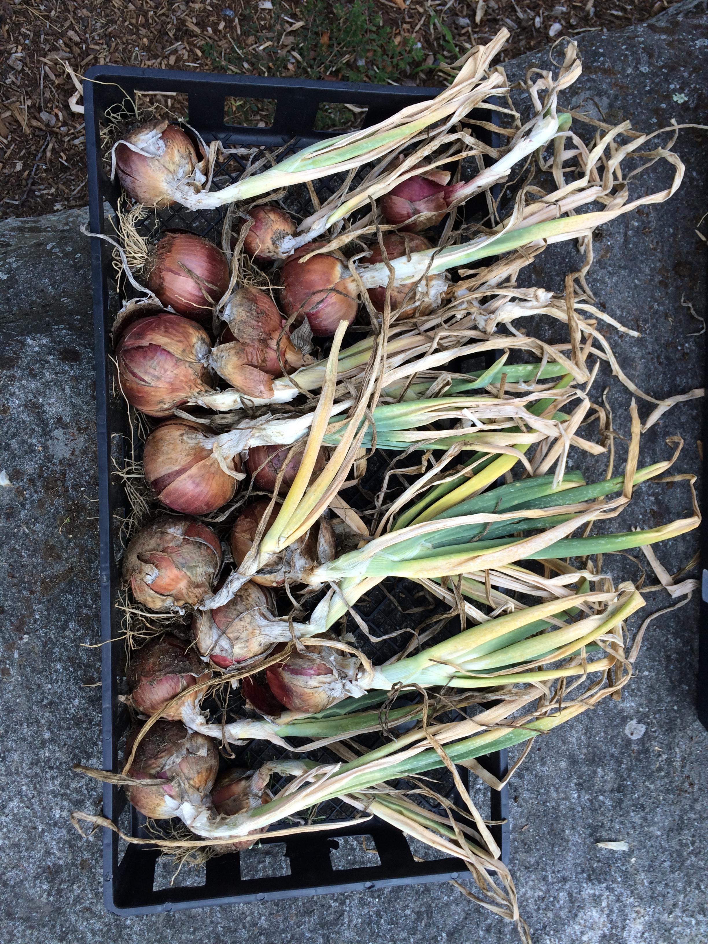 Red Wing and Patterson Onions r/gardening