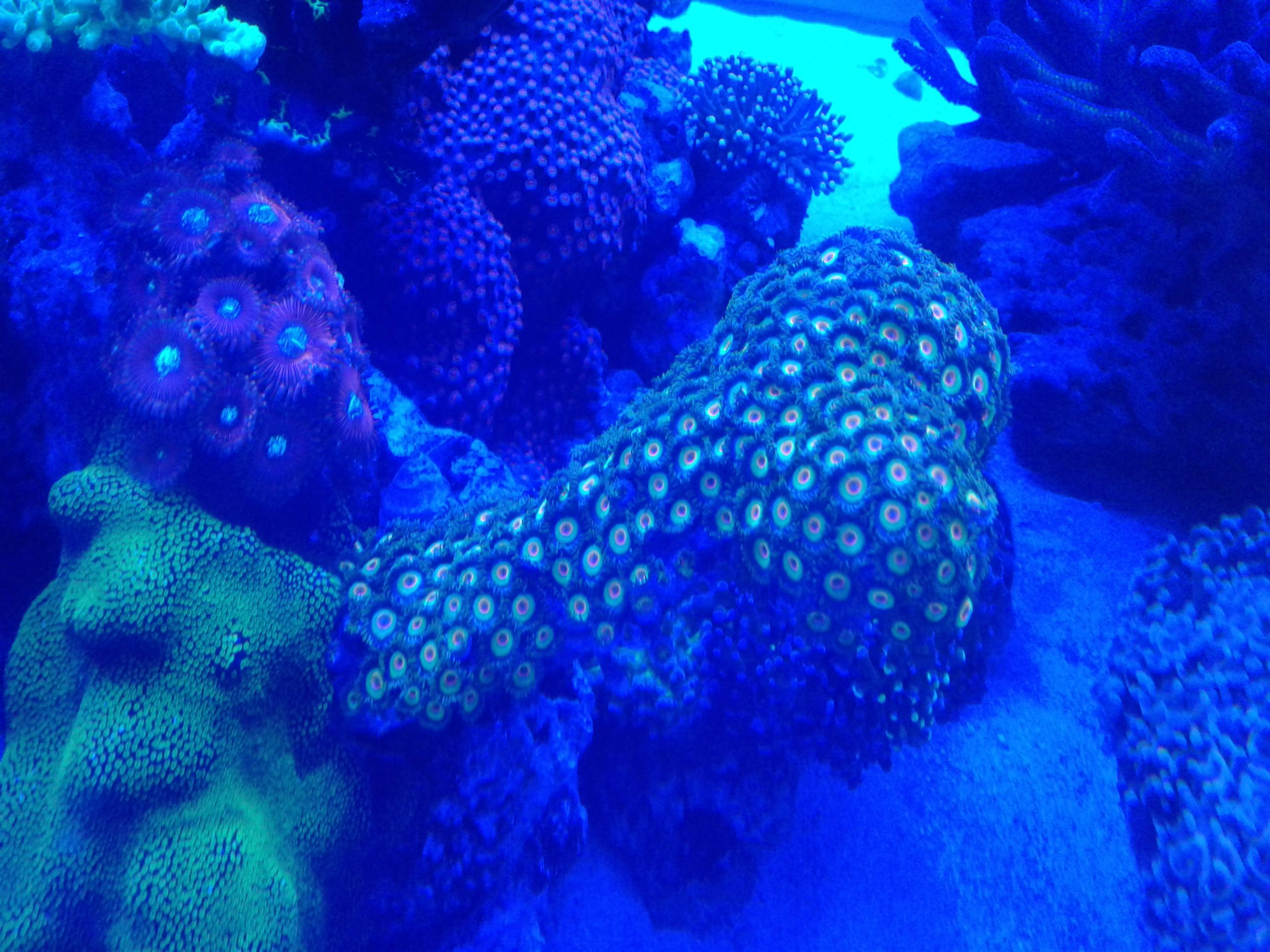 Rasta zoanthid colony. Started as 1 polyp 9 years ago . Now we sell it