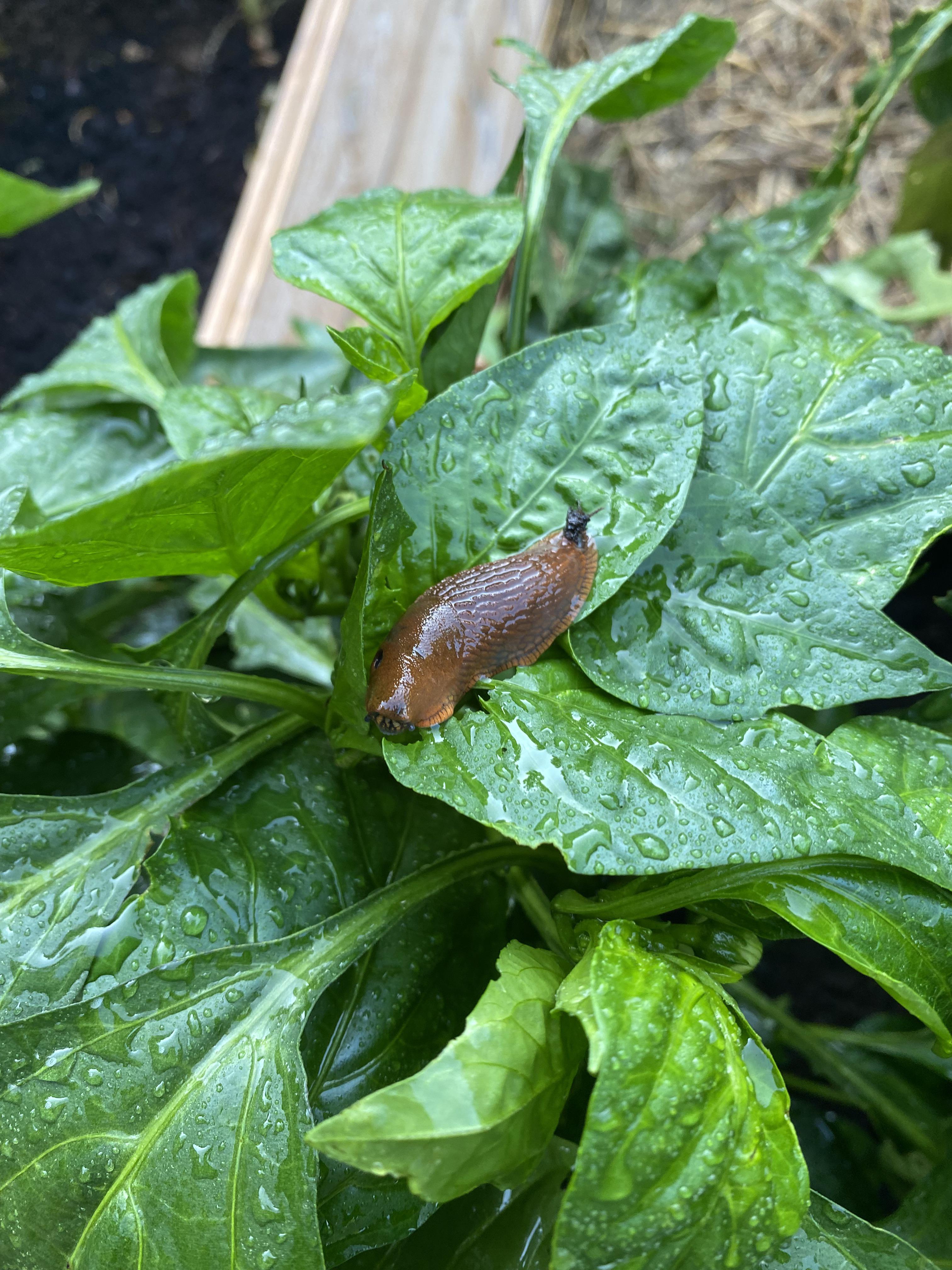 Help! Slugs are eating my peppers ( Got any suggestions for chemical