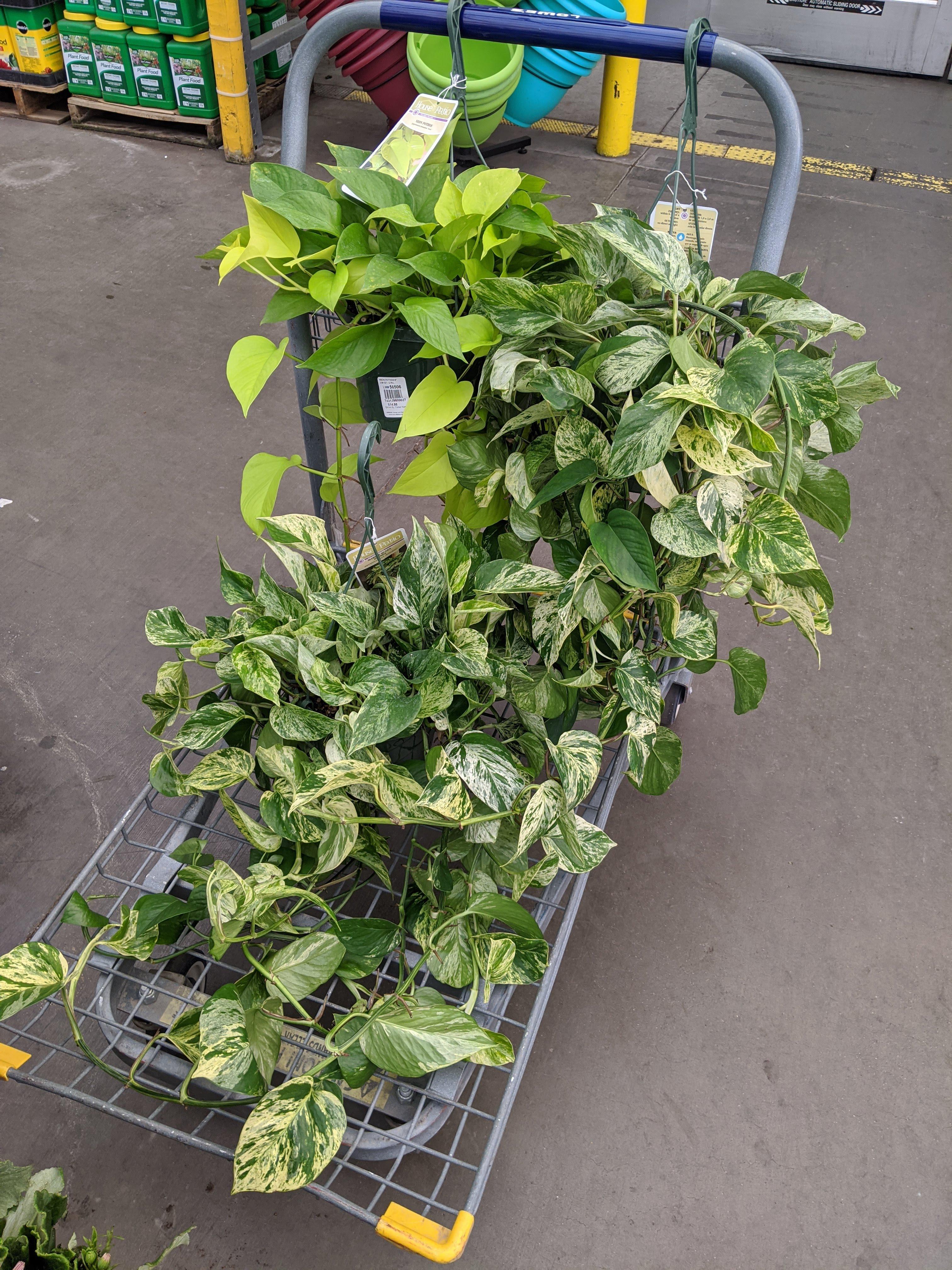 Found these huge hanging pot pothos at Lowe's in SF. We're here on vacation and I just had to