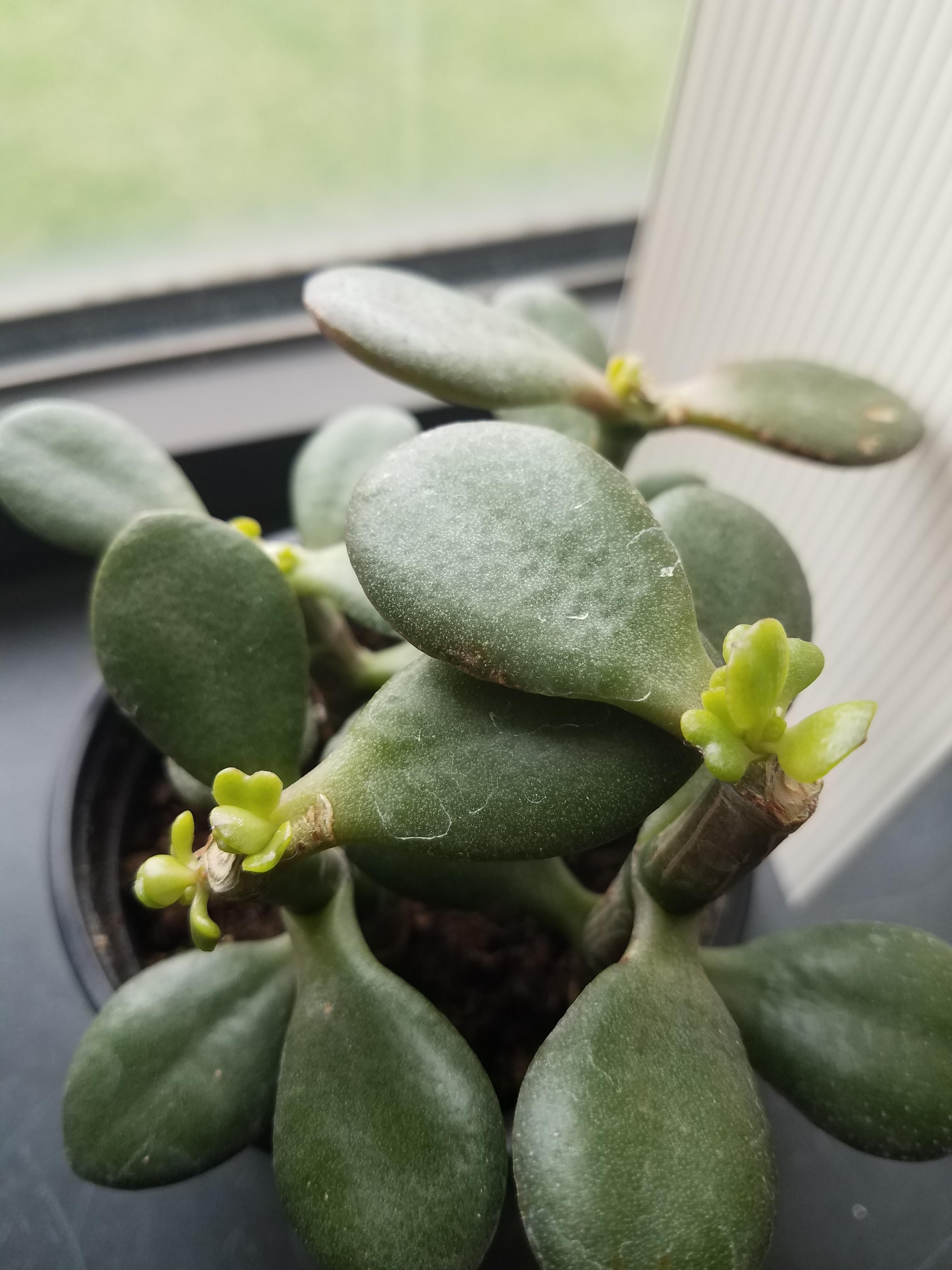 Pruned my jade plant a few weeks ago and love seeing the new growth pop