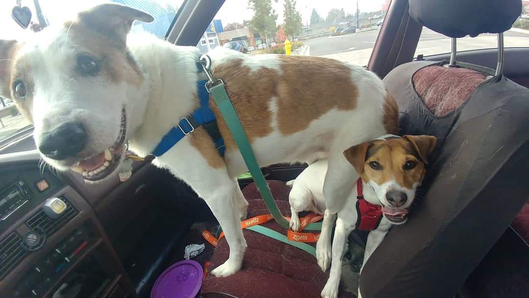 Roommates dog sat on my dog to calm her down r/dogpictures