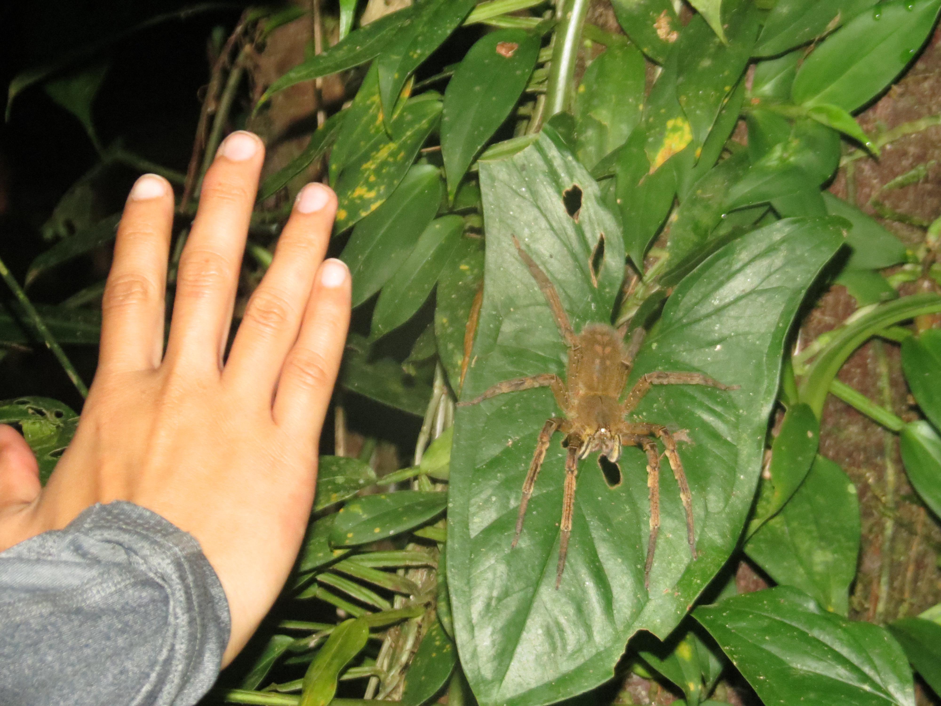 Brazilian Wandering Spider Size