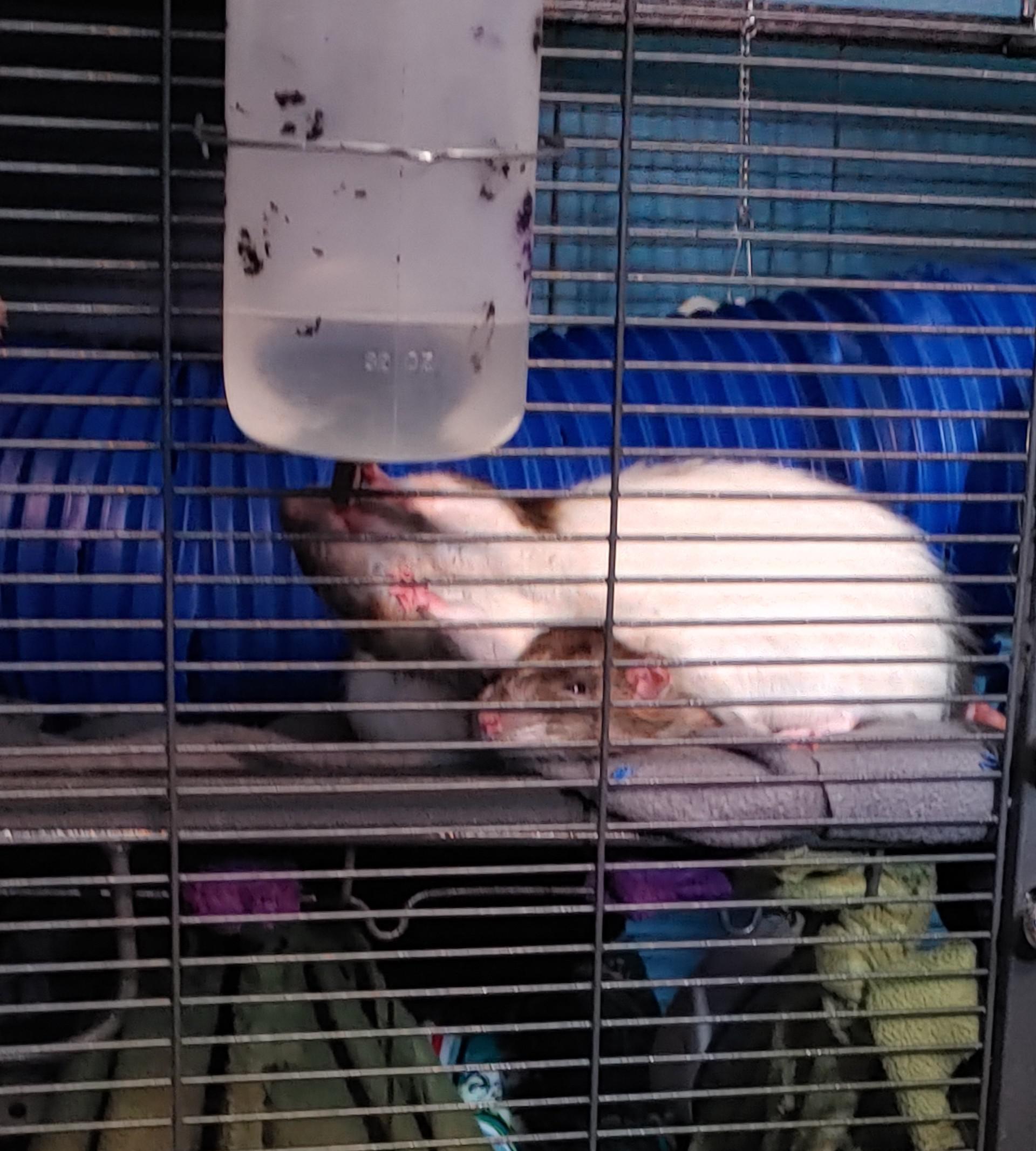 must...reach...water bottle r/RATS