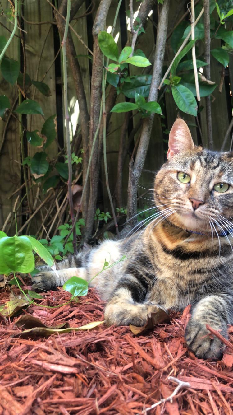 Decided to bring my indoor cat outside (was rescued from outside