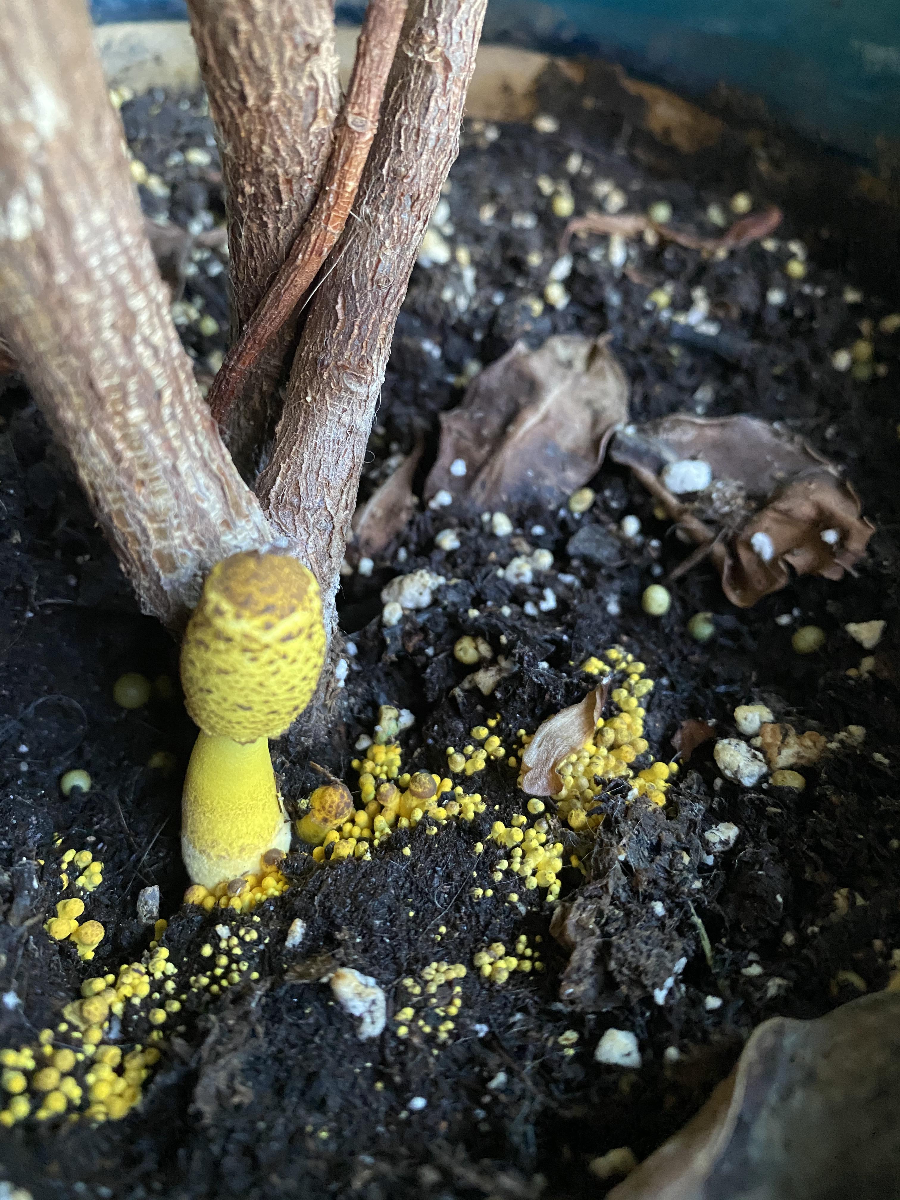 Good mushroom? Bad mushroom? I'm planning on repotting this anyway