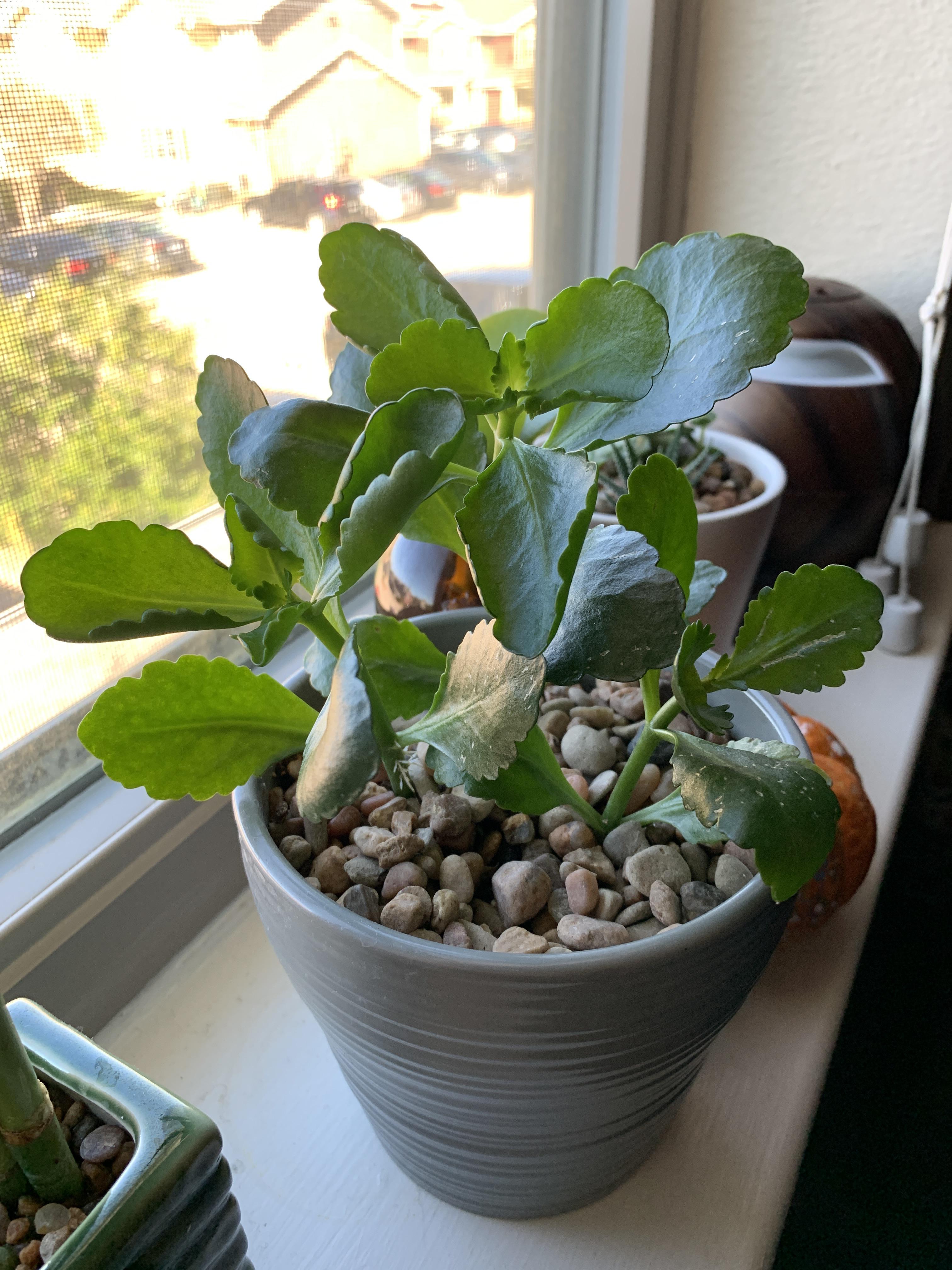 Is this guy getting too much sun? r/succulents