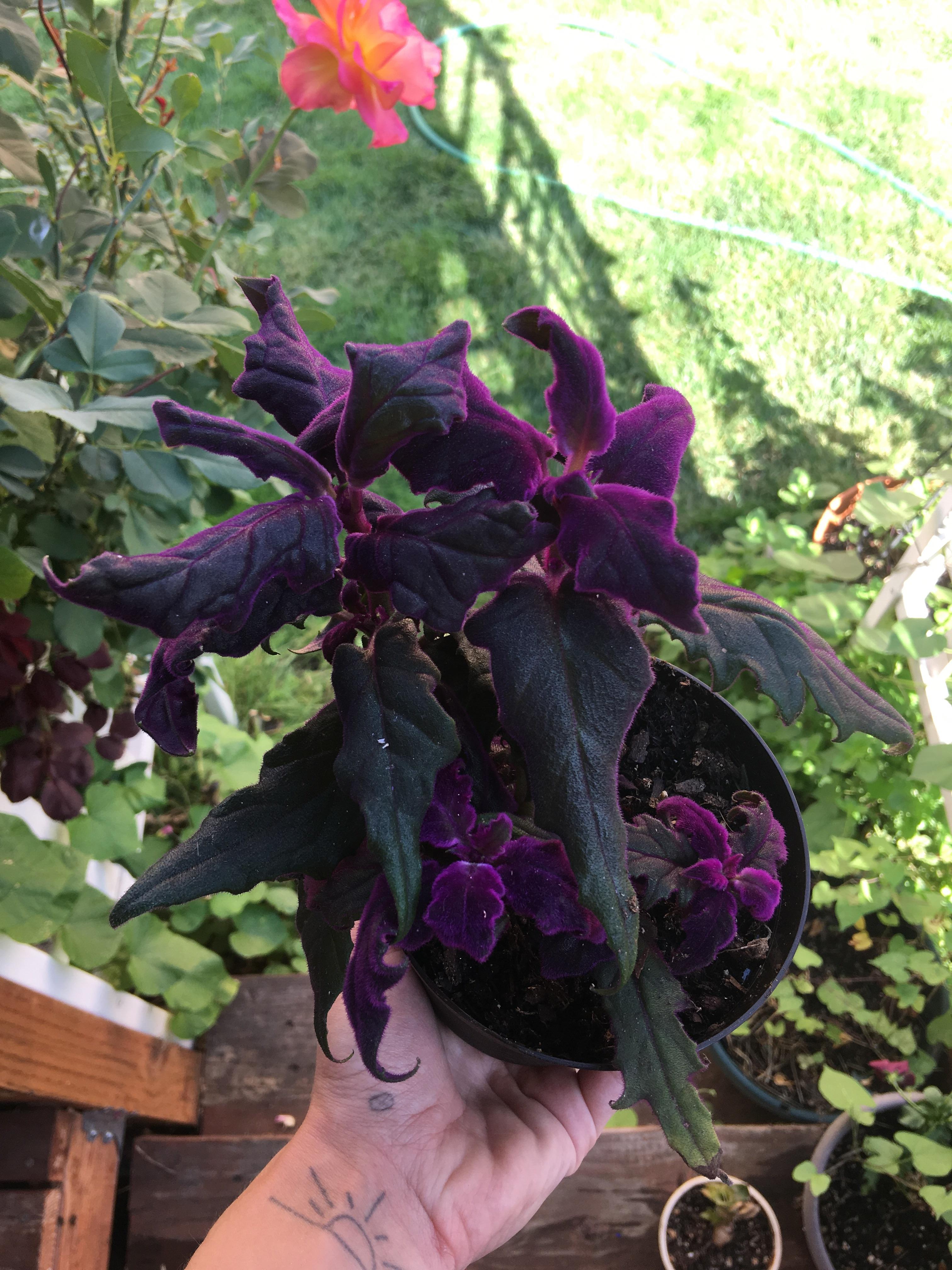 My new favorite plant! Purple Passion (Gynura Aurantiaca). It has fuzzy