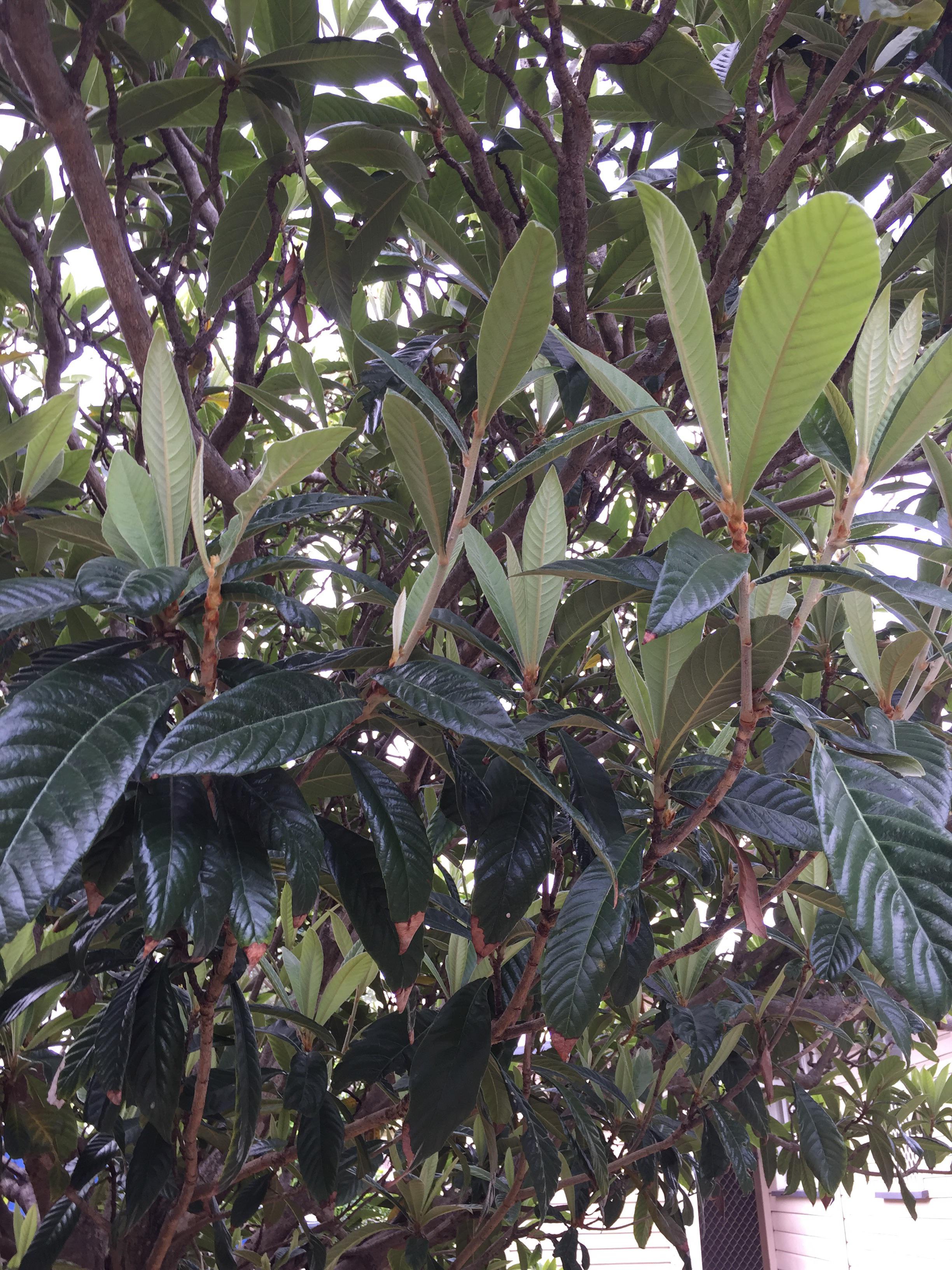 Tree in Brisbane Australia r/whatsthisplant