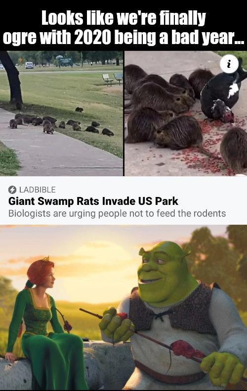 Hey now, 2020's a rockstar... Shrek
