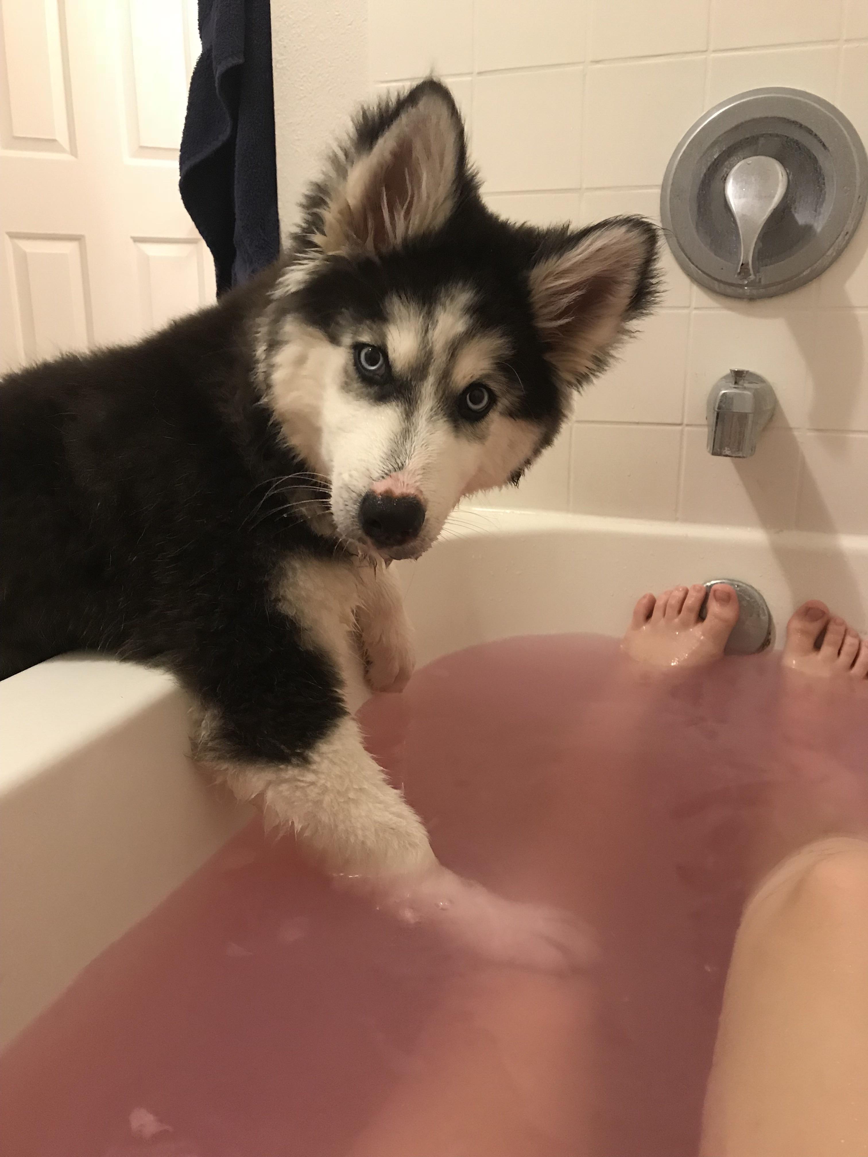 Bath time? r/husky