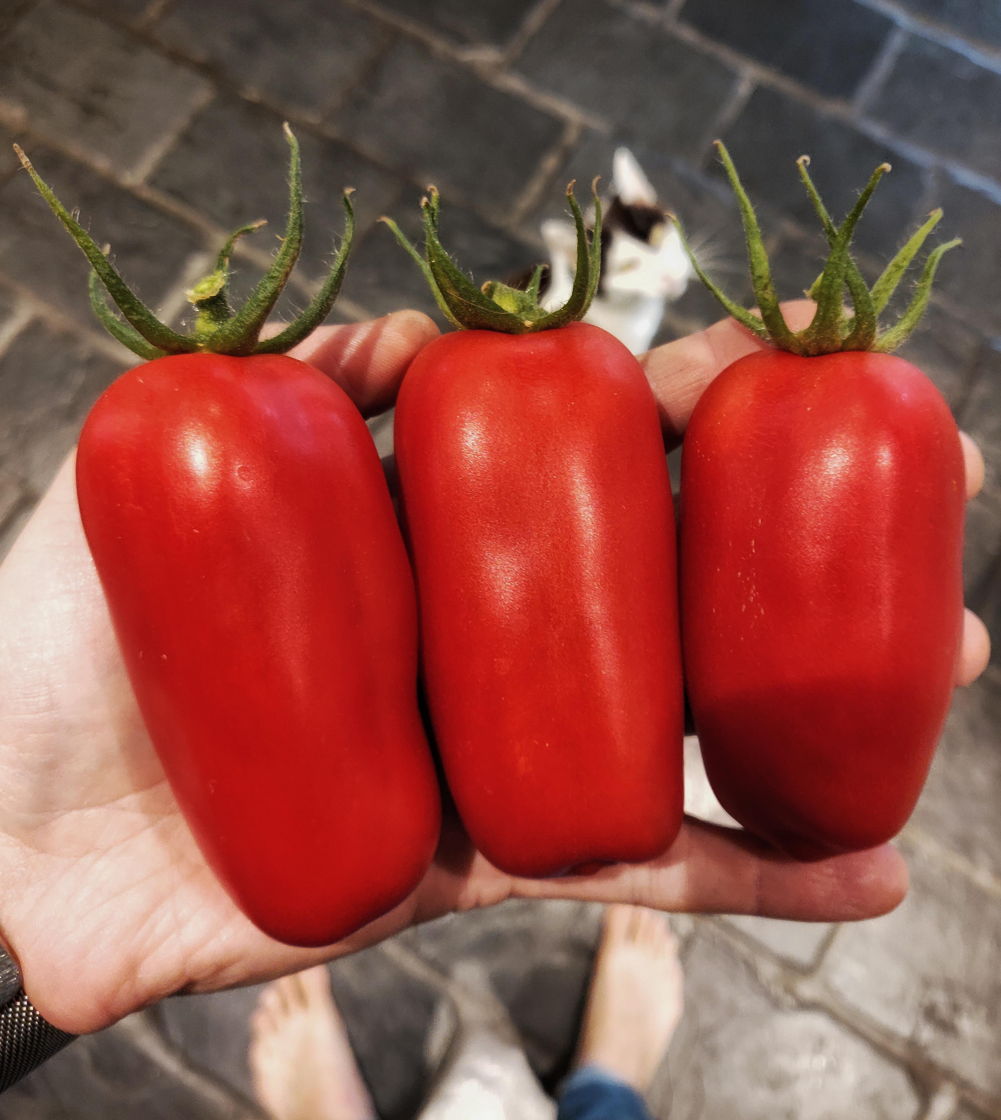 Just picked some San Marzanos r/tomatoes
