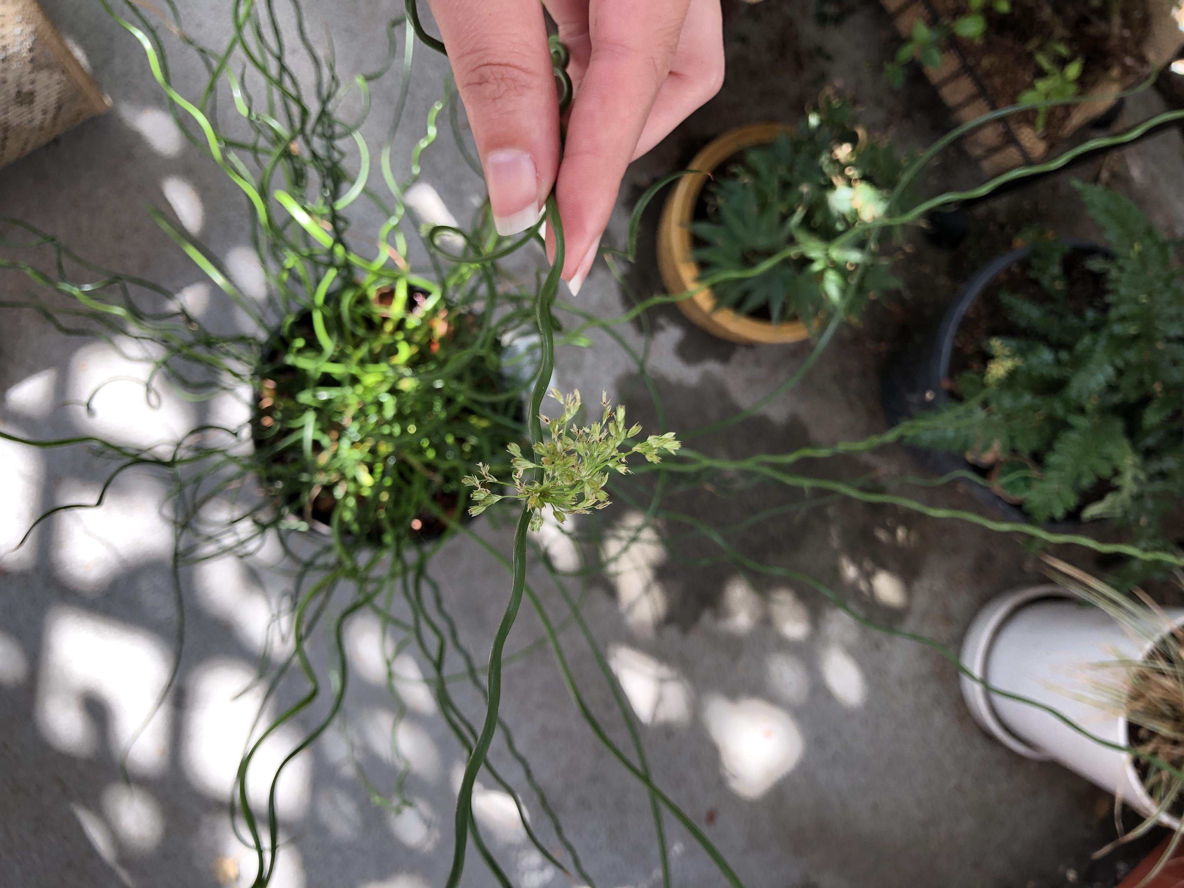 Has anyone had luck planting the seeds from their corkscrew grass? r