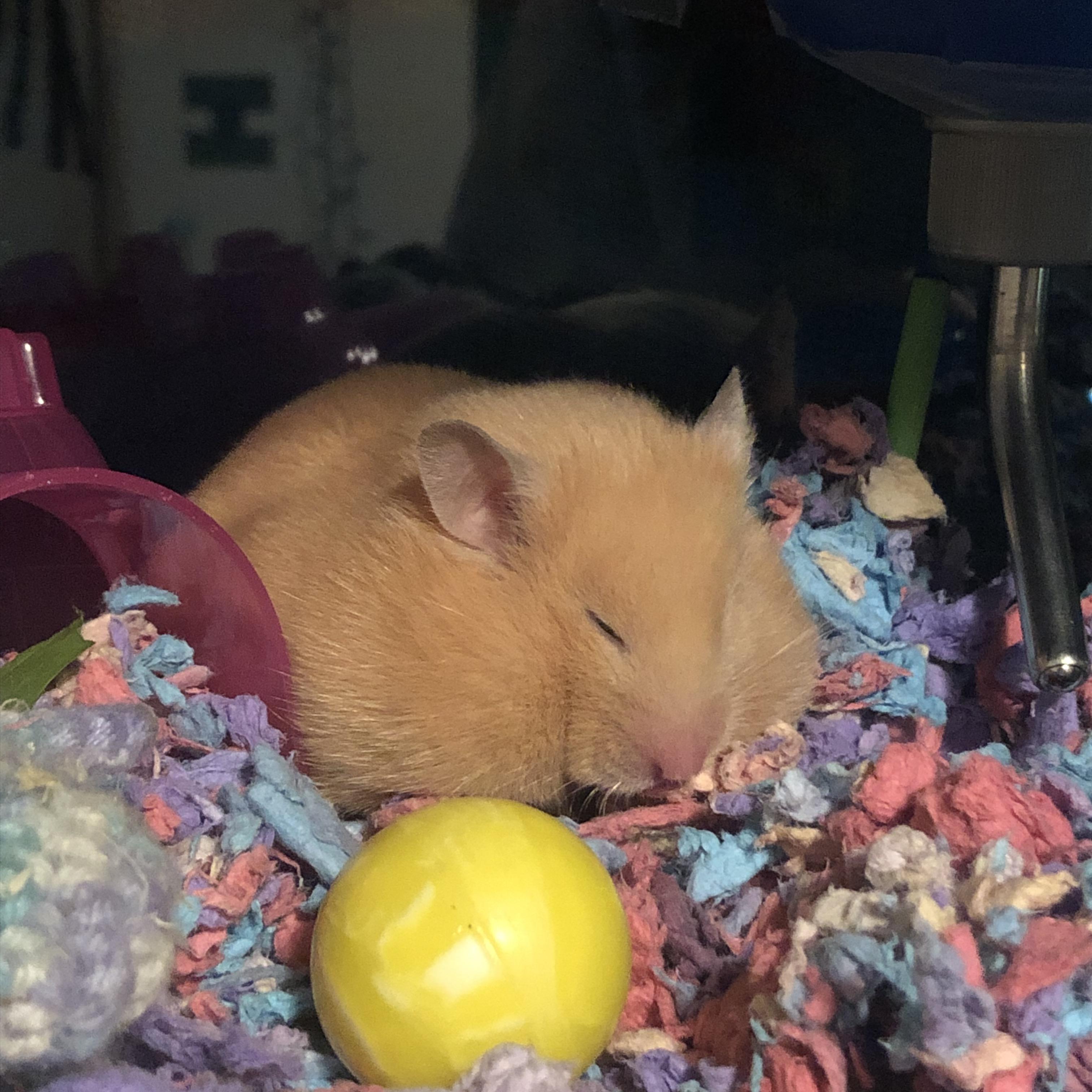 being a hamster is so hard r/hamsters
