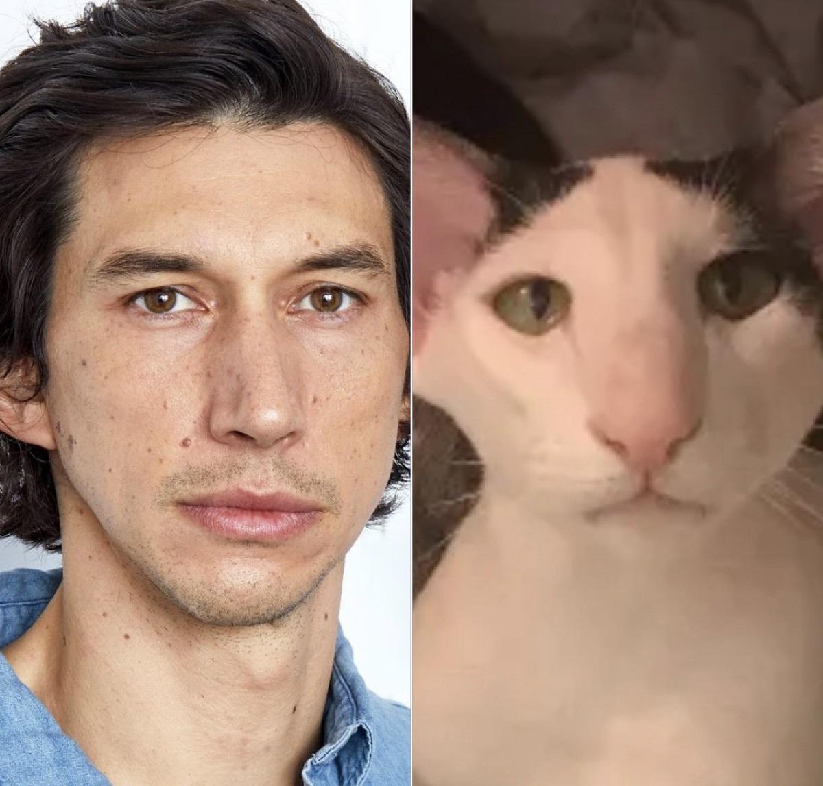 This cat looks a lot like Adam Driver r/Kylorencats