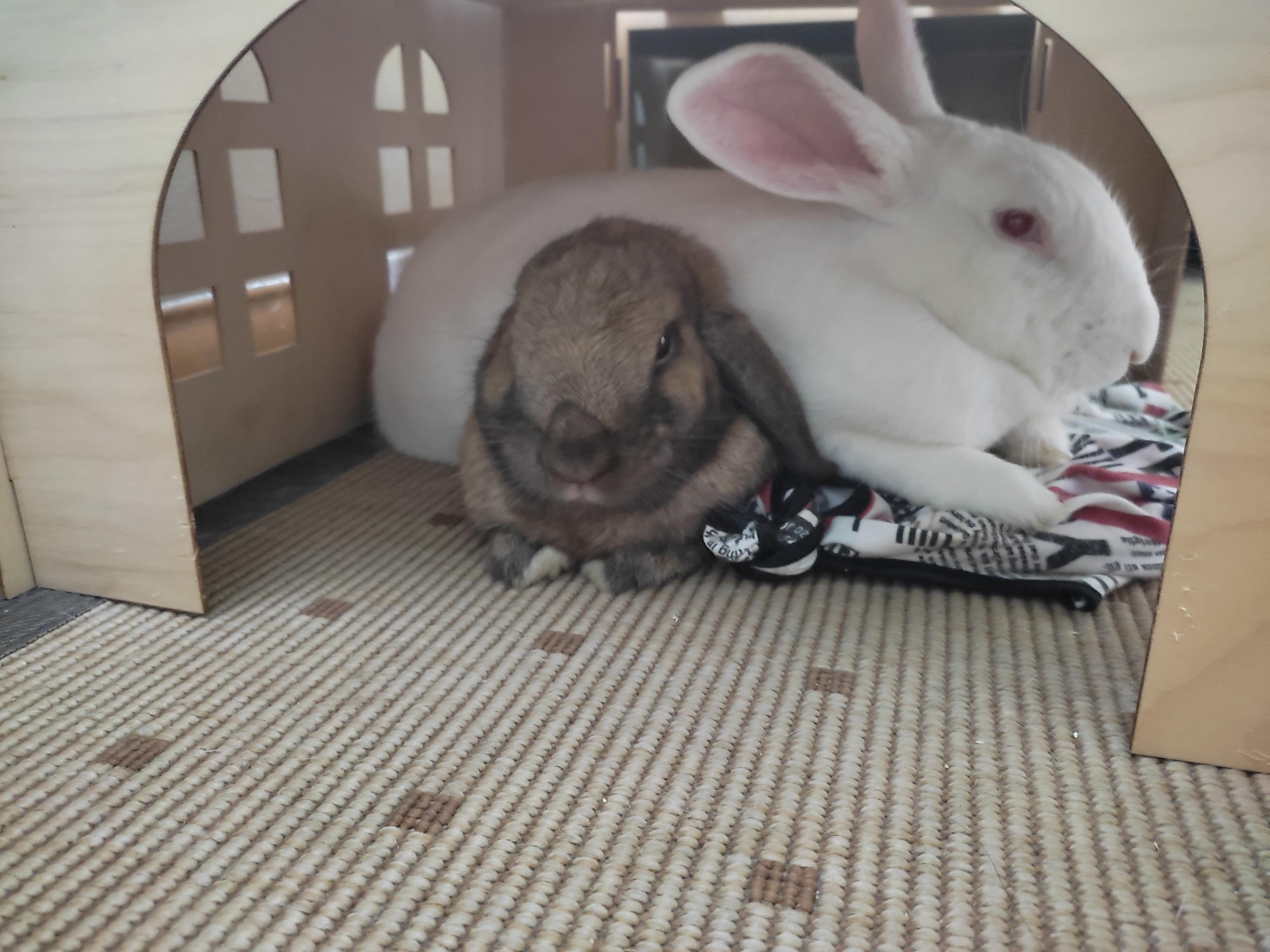 Bonded rabbits are weird r/Rabbits