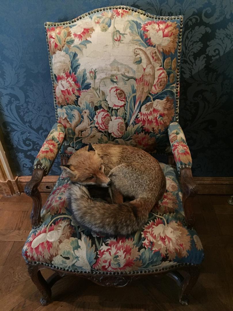 A Fantastic Fox in a chair. r/AccidentalWesAnderson