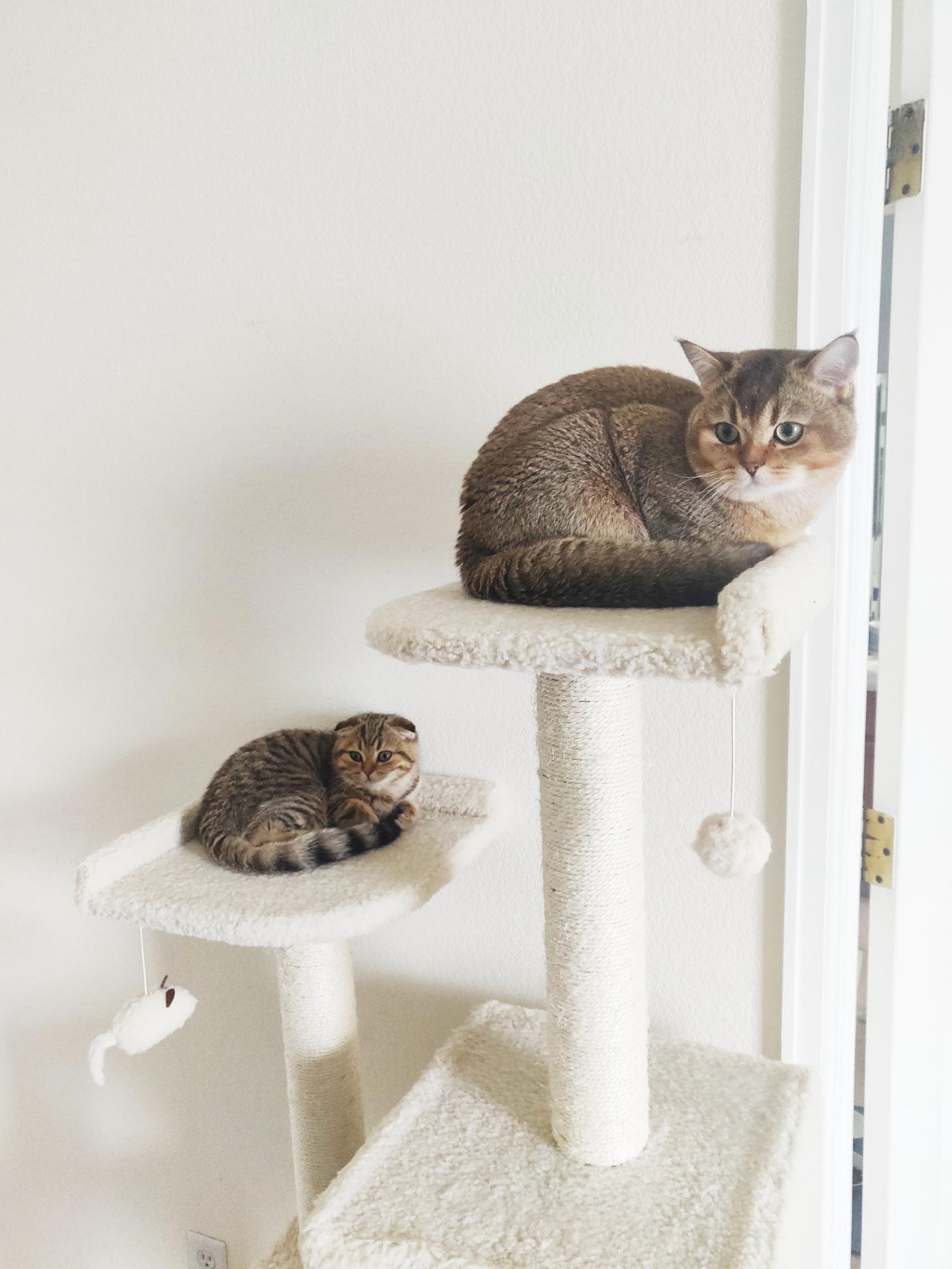 The cat tree harvest was plentiful this year r/aww