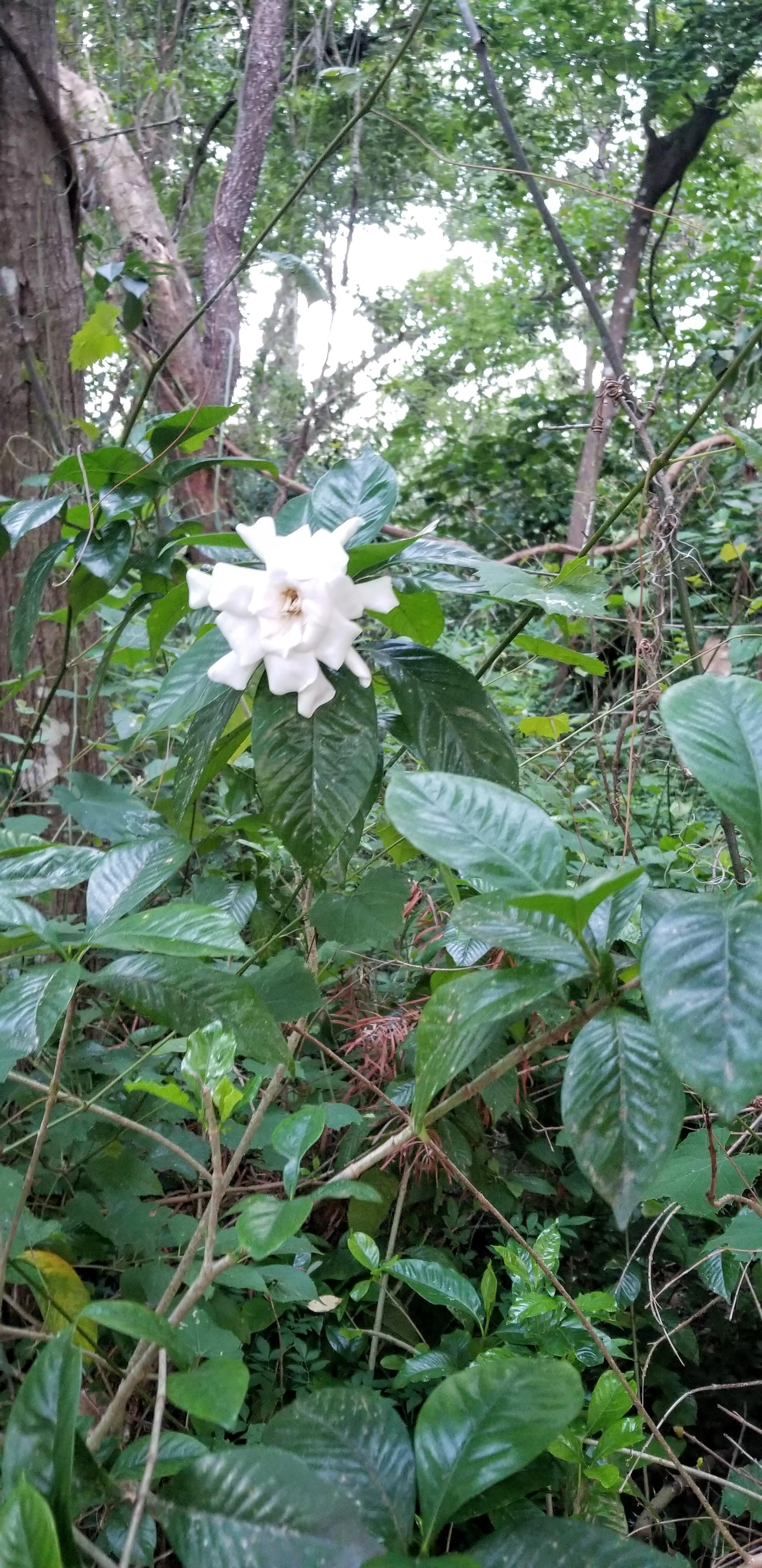 What is this beautiful flower growing in north Florida? r/whatsthisplant