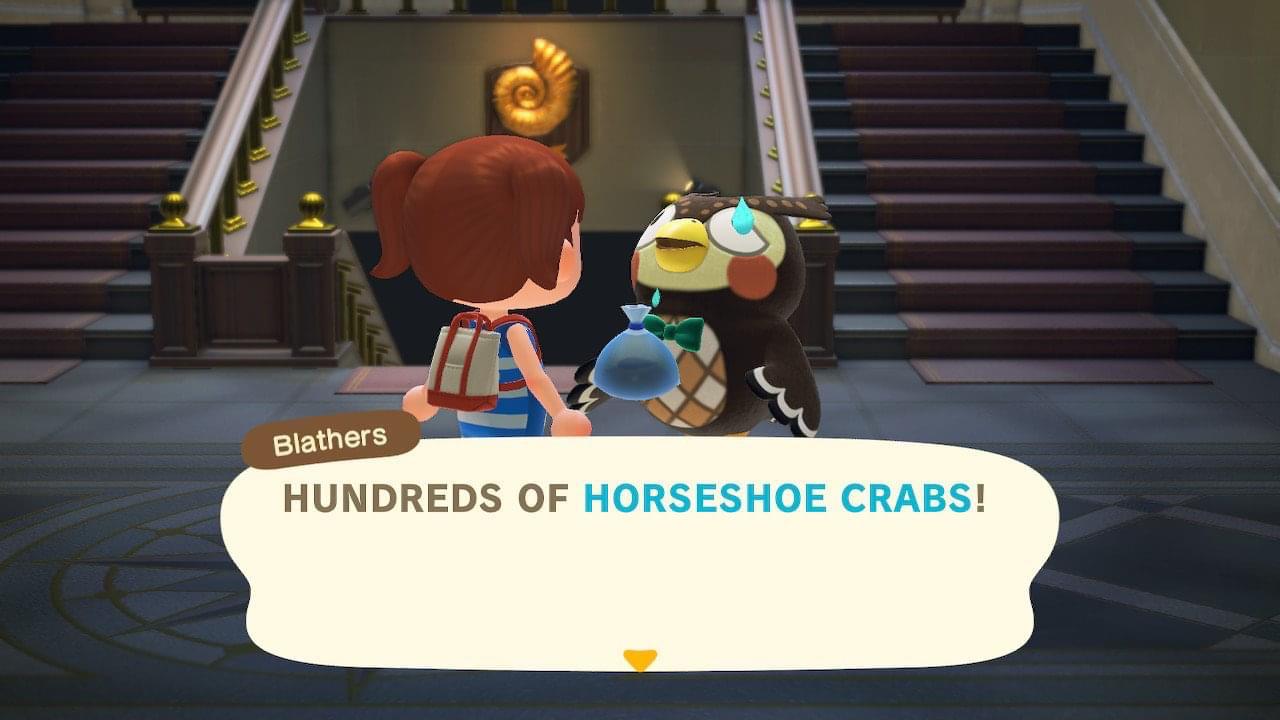 Poor Blathers doesn’t like my horseshoe crab ( r/AnimalCrossing