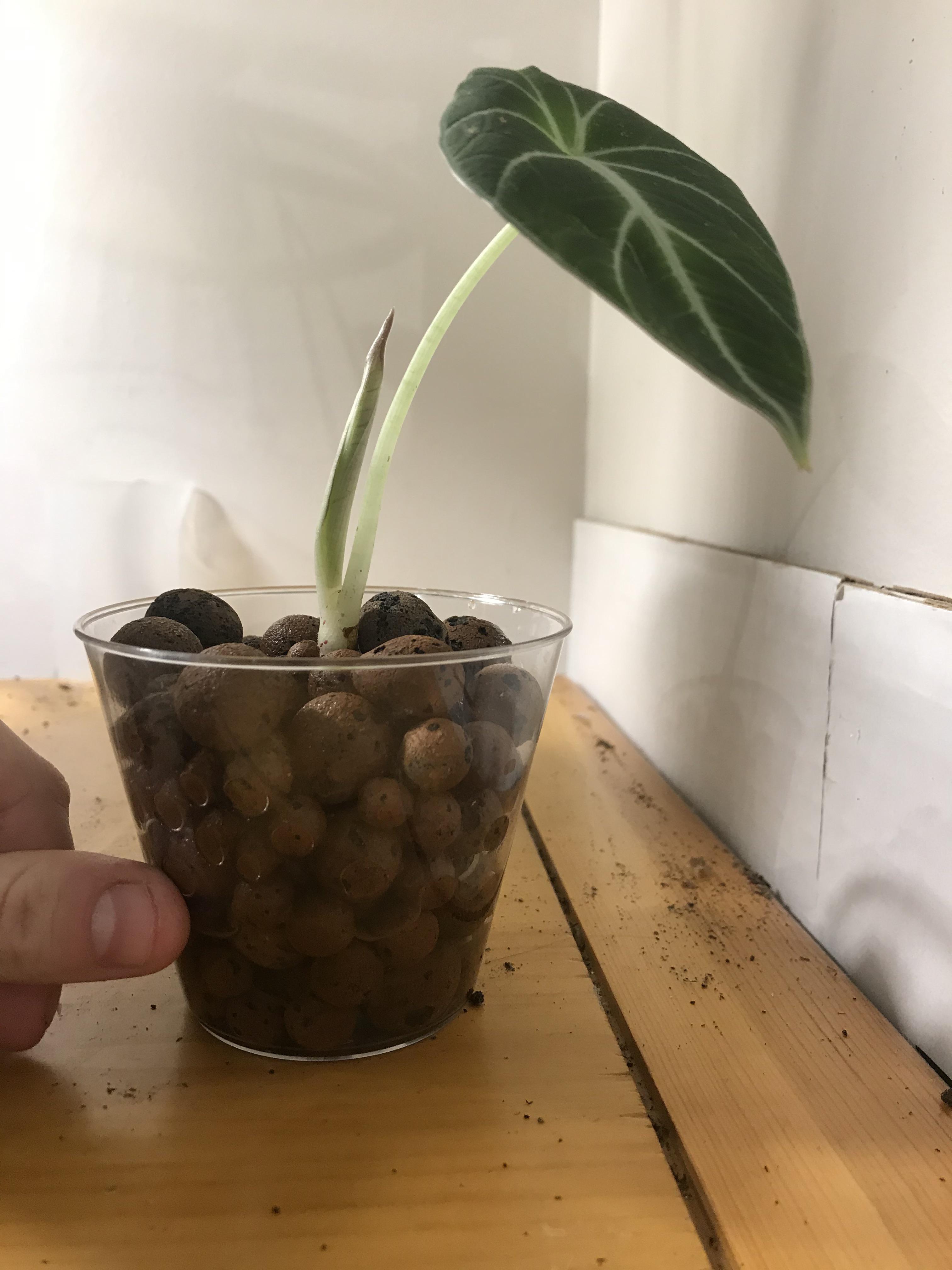 New to LECA! Help with water level is much appreciated! r/Hydroponics