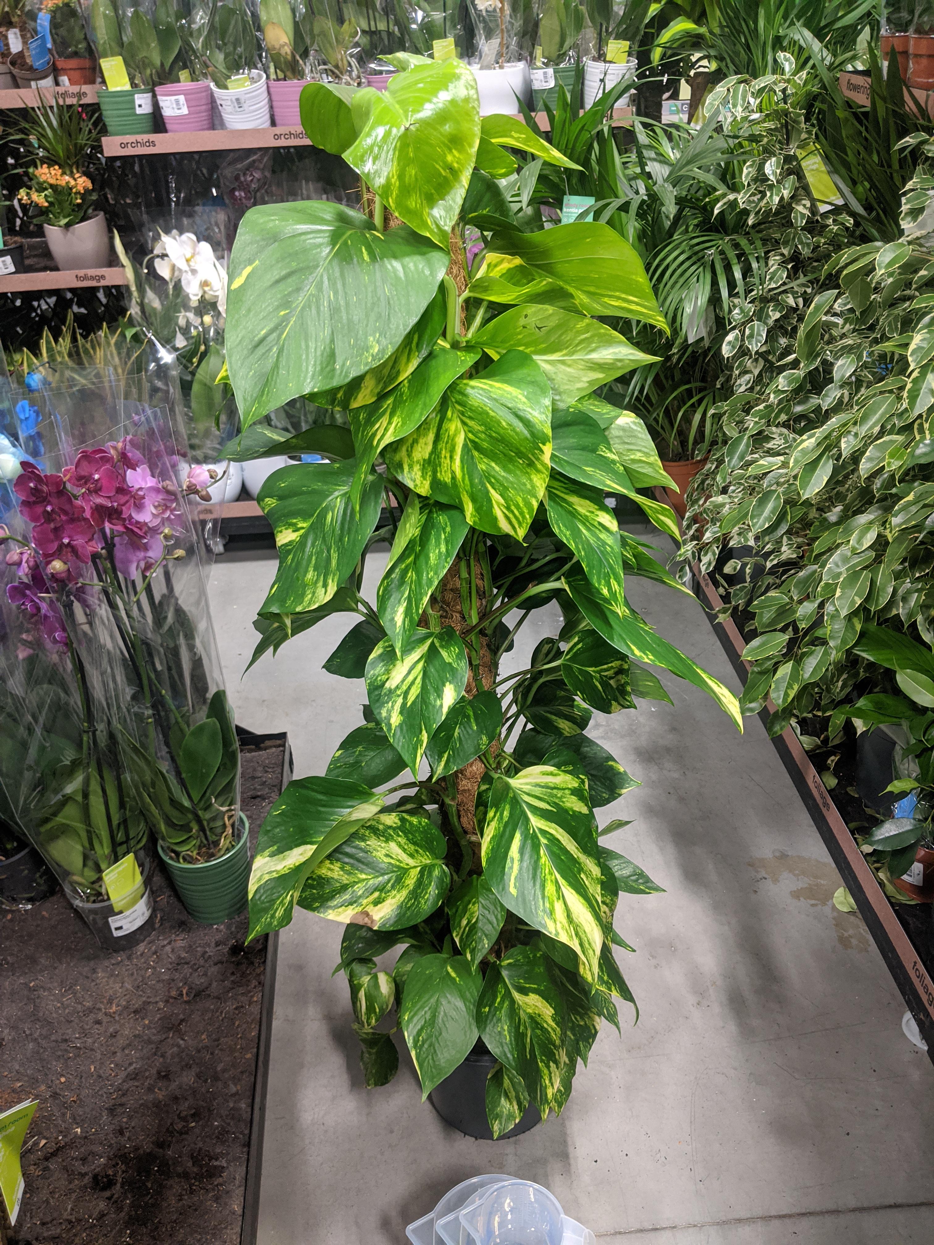 Fell in love with this Devils Ivy at the store but researched and its