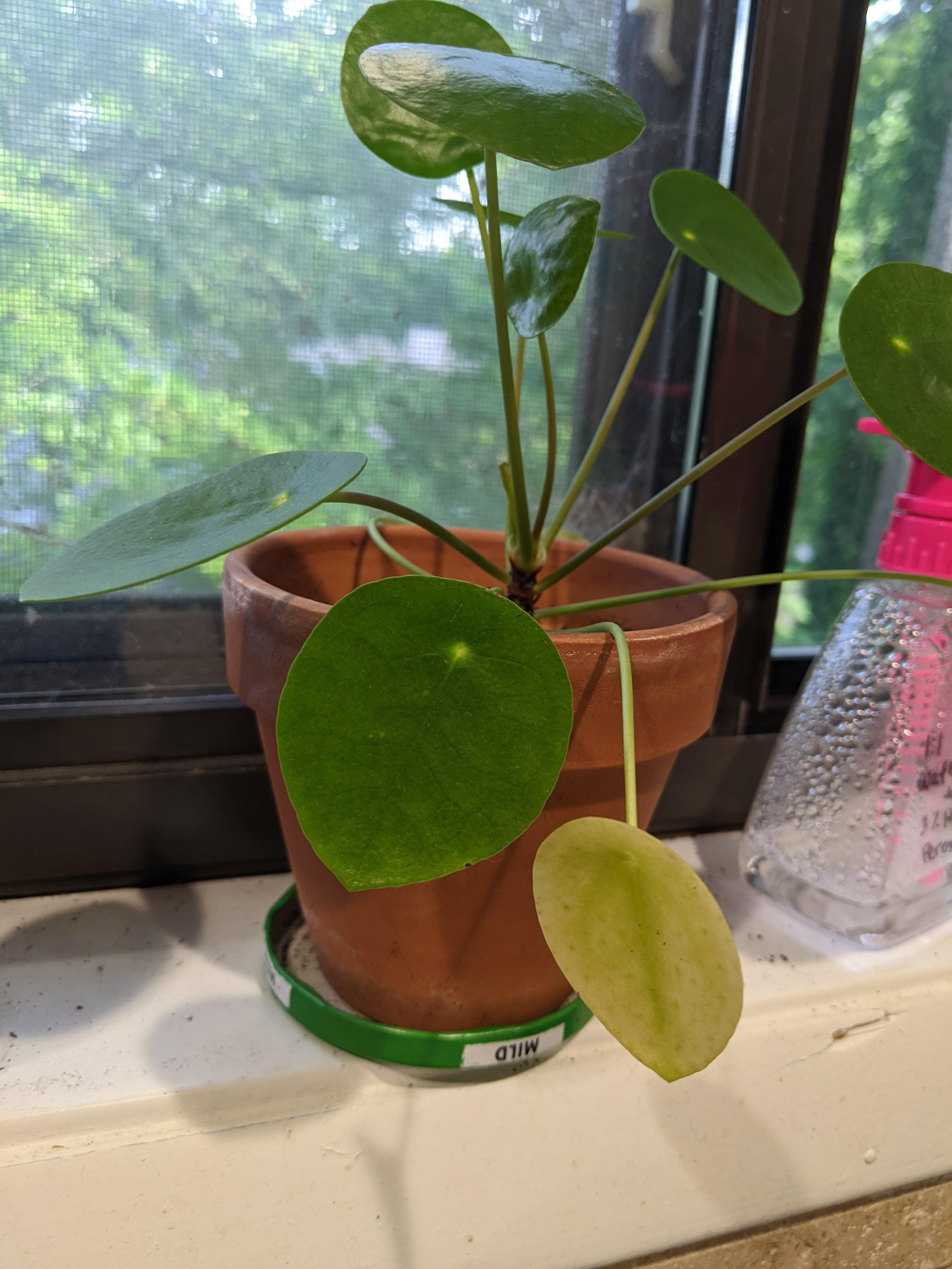 UFO plant keeps having these yellow leaves. Anyone know why? r